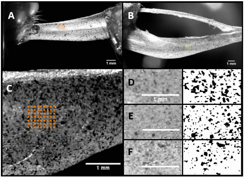 Representative image of the ROI selected in Ulna (A) and Tibia (B). ROI and a typical speckle pattern (C) and the regions selected (D), (E), and (F) for the computation of the speckle density using ImageJ.