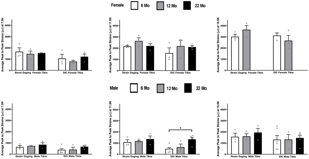 Average peak-to-peak strains captured from Strain Gage and DIC methods at 6 months, 12 months and 22 months groups tibiae (* p