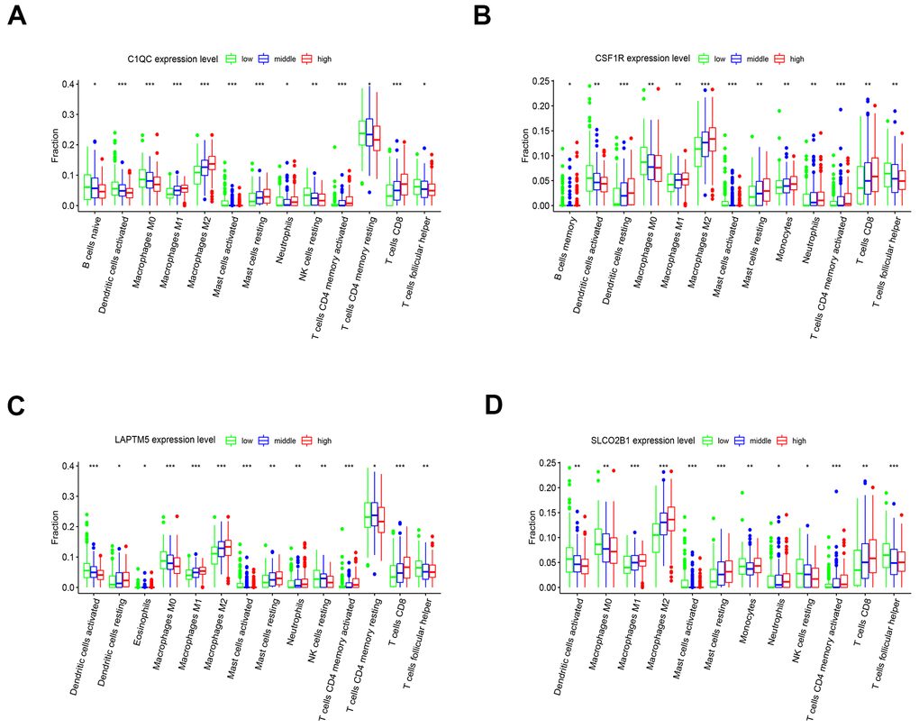The expression of the four hub genes is associated with differential infiltration of immune cells into the LUSC tissues. (A–D) CIBERSORT analysis shows the association between infiltration of 22 immune cell types into the LUSC tissues and the expression levels of (A) C1QC (B) CSF1R (C) LAPTM5 and (D) SLCO2B1 genes. The LUSC patients were ranked into high, medium and low hub gene expression groups based on the levels of expression of each of the four hub genes, C1QC, CSF1R, LAPTM5 and SLCO2B1. The red, blue, and green histograms indicate high, medium and low expression levels of the corresponding hub genes. The correlations between the groups were analyzed using Mann–Whitney U test.
