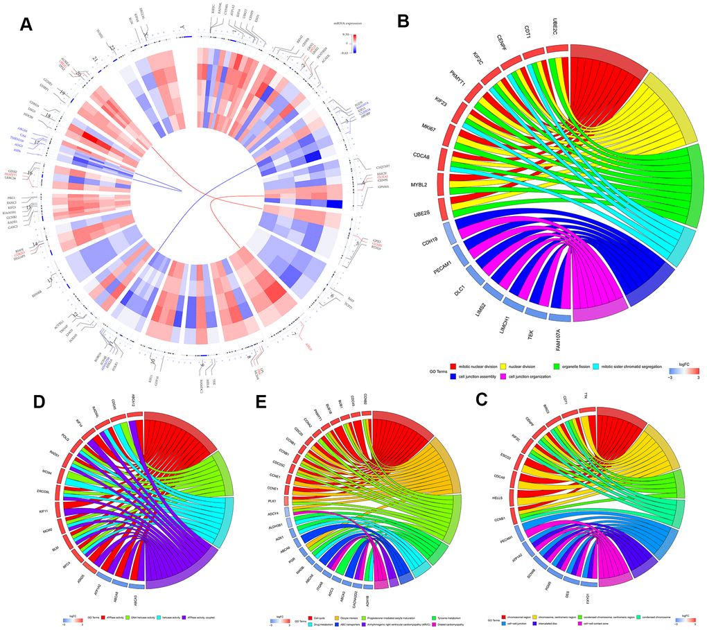 Identification and functional enrichment analysis of robust DEGS in five GEO-LUSC datasets. (A) The circular heatmaps show the differential expressed genes (DEGs) in the five GEO-LUSC datasets, which are shown in the inner circle. The upregulated genes are shown in red and the downregulated genes are represented in blue. Genes that are not present in a given dataset are shown in white. The outer circle represents the chromosomes. The lines indicate their specific chromosomal locations of each gene. The top 4 up-regulated and down-regulated genes according to the adjusted P values are shown in red and blue, respectively and are connected by the red and blue lines to the center of the circles. (B) The chord plot shows the relationship between the top 300 DEGs and the GO terms related to the biological processes (BP). (C) The chord plot depicts the relationship between the top 300 DEGs and the GO terms related to the cellular components (CC). (D) The chord plot depicts the relationship between the top 300 DEGs and the GO terms related to the molecular functions (MF). (E) The chord plot depicts the relationship between the top 300 DEGs and the KEGG pathways.