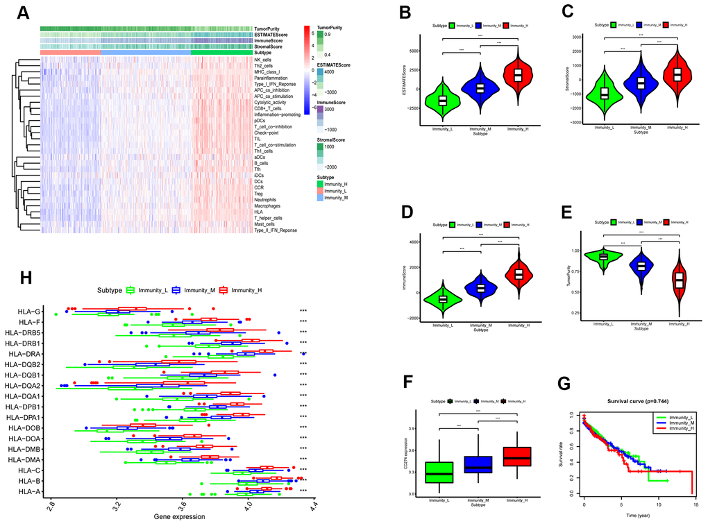 ESTIMATE analysis of three immunity-related subtypes in the TCGA-LUSC samples based on ssGSEA scores. (A) Hierarchical clustering of TGCA-LUSC samples based on the ssGSEA scores generated by analyzing the expression levels of the immunity-related gene sets. The data shows three distinct LUSC subgroups: high immunity, medium immunity, and low immunity. (B) ESTIMATE analyses of tumor purity, stromal scores, and immune scores of the high, medium, and low immunity groups of LUSC patient samples. Histogram plot shows the ESTIMATE scores of the three LUSC subgroups (Mann–Whitney U test, pC) Histogram plot shows the stromal scores of the three LUSC subgroups (Mann–Whitney U test, pD) Histogram plot shows the immune scores of the three LUSC subtypes (Mann–Whitney U test, pE) Histogram plot shows the tumor purity levels of the three LUSC subgroups (Mann–Whitney U test, pF) Histogram plot shows the PD-L1 expression levels of the three LUSC subgroups (ANOVA test, pG) Kaplan-Meier survival curve analysis shows the overall survival times of the LUSC patients belonging to the three LUSC subgroups (log-rank test: P>0.05). (H) Histogram plot shows the expression levels of HLA genes of the three LUSC patient subgroups (ANOVA, PG) Histogram plot shows the TOX expression levels of the three LUSC subgroups (ANOVA, P