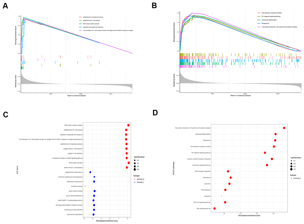 Functional enrichment analyses of DEGS in the high immunity subgroup of LUSC patient samples. (A) Gene set enrichment analysis (GSEA) results show the enriched GO terms and KEGG pathways in the high immunity subgroup of TGCA-LUSC samples. (B) The bubble plots show the enriched GO and KEGG pathways based on the analysis of upregulated genes in the high immunity subgroup of TGCA-LUSC samples.