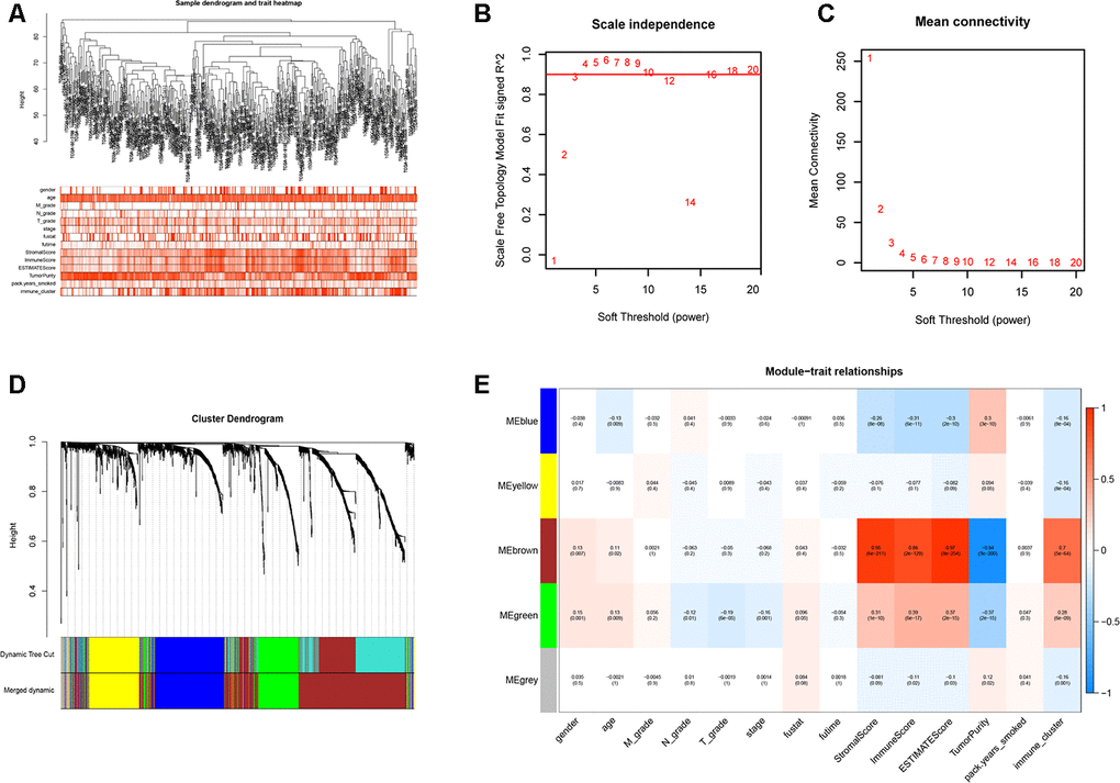 Weighted gene correlation network analysis to identify key immunity-related gene modules in the TCGA-LUSC dataset and their correlation with the LUSC-related clinicopathological traits. (A) The clustering dendrograms of robust DEGs identified by the RRA analysis in the TCGA-LUSC samples. The color intensity varies according to the clinicopathological characteristics such as age, TNM grades, stage and smoking history (smoking packs per year), immune scores, tumor purity, stromal scores and immunity subtypes (high, medium or low immunity subgroups). The red color indicates biochemical recurrence and white indicates absence of biochemical recurrence. For gender, red color denotes female and white color denotes male. (B, C) Network topology analyses for various soft-thresholding powers. The left panel shows the scale-free fit index (y-axis) as a function of soft-thresholding power (x-axis). The right panel shows the mean connectivity (degree, y-axis) as a function of soft-thresholding power. (D) The clustering dendrogram of all DEGs with dissimilarity measures based on topological overlap measure (TOM) together with assigned module colors. The non-clustering DEGs are shown in gray. (E) The heatmap shows the correlation between module eigengenes and the clinicopathological traits of LUSC. Each column contains the corresponding correlation coefficient and P value.