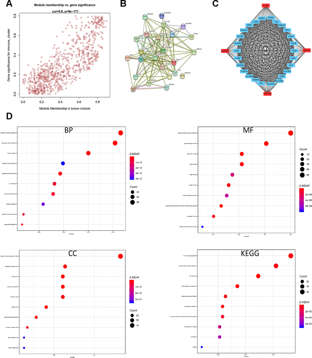Identification and functional annotation of the hub genes in the brown module. (A) Scatter plot of the gene significance (GS) versus the module membership (MM) of the 30 hub genes in the brown module. (B) Protein-protein interaction (PPI) network of the 30 hub genes in the brown module. (C) Coexpression network analysis including visualization of the module membership (nodes) and the gene-gene connections (edges) of the top 30 hub genes in the brown module using the Cytoscape version 3.4.0 software (D) Functional enrichment analysis results show the enriched GO terms and KEGG pathways related to the DEGs in the brown module.