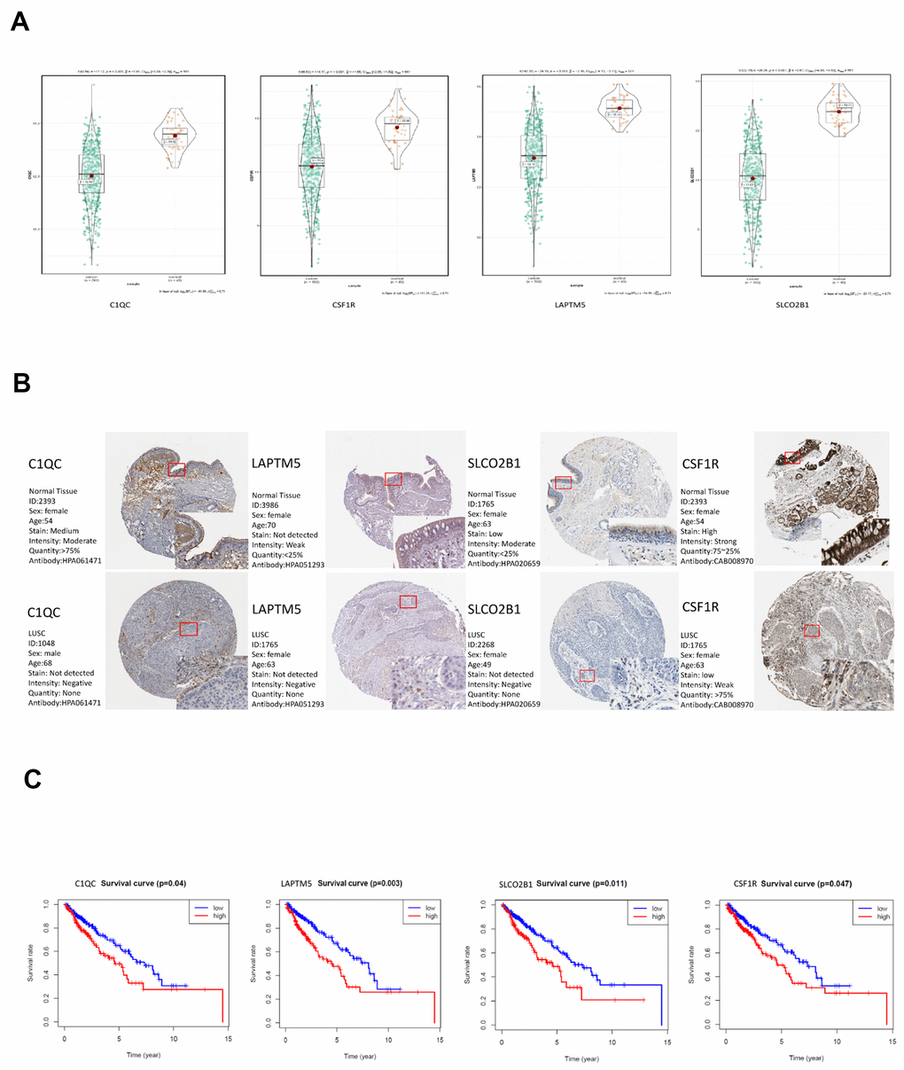 Validation of the four hub genes in the TCGA-LUSC dataset. (A) The expression levels of LAPTM5, CSF1R, SLCO2B1 and C1QC mRNA in the TCGA-LUSC and adjacent normal lung tissue samples. (B) The expression levels of LAPTM5, CSF1R, SLCO2B1 and C1QC proteins in the LUSC and normal lung tissue samples based on the IHC data in The Human Protein Atlas database. (C) Correlation analysis of the mRNA expression levels of the 4 hub genes, LAPTM5, CSF1R, SLCO2B1 and C1QC in the LUSC tissues and the overall survival time of the TCGA-LUSC patients. The red line indicates TCGA-LUSC samples with high expression of the 4 hub genes (above the best-separation value, n=157), and the blue line denotes the TCGA-LUSC samples with low expression of the 4 hub genes (below best-separation value, n=209).