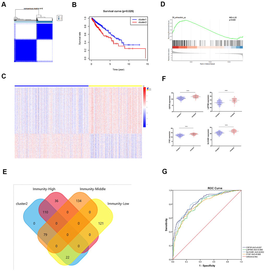 Identification of immunity-based molecular subtypes of LUSC patient samples based on the expression of the TOX pathway gene signature. (A) Clustering heat map shows the presence of two clusters among the TCGA-LUSC dataset based on the TOX pathway gene signature. (B) Kaplan–Meier survival curve analysis shows the differences in overall, survival times of cluster 1 and cluster 2 TCGA-LUSC patients. (C) The heatmap shows the expression of DEGs in the cluster 1 and cluster 2 TCGA-LUSC patients. (D) GSEA plot shows the upregulation of genes related to the exhausted CD8+ T cells in the cluster 2 TCGA-LUSC dataset compared to those in the cluster1 TCGA-LUSC dataset. The upregulated genes linked to the exhaustion of CD8+ T cells are shown on the left. Note: NES: normalized enrichment score. (E) Venn diagram shows the numbers of cluster 1 (n=36) and cluster 2 (n=110) molecular subtypes among the high immunity LUSC subgroup (n=146). (F) The histogram plots show the mRNA expression levels of LAPTM5, CSF1R, SLCO2B1 and C1QC in the cluster 1 and cluster 2 LUSC samples. (G) ROC curve analysis shows the sensitivity and accuracy of the 4 hub genes, LAPTM5, CSF1R, SLCO2B1 and C1QC to distinguish cluster 1 and cluster 2 samples based on their expression. The area under the ROC curve (AUC) values demonstrates that all 4 hub genes show high sensitivity and accuracy in distinguishing the LUSC patients belonging to the two clusters. Note: Immunity-High denotes high immunity group; Immunity-Middle denotes medium immunity group; Immunity-Low denotes low immunity group.