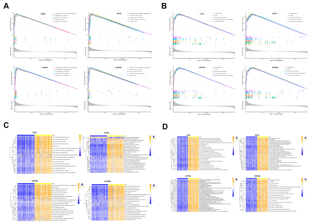 Gene set enrichment analysis (GSEA) and gene set variation analysis (GSVA) of hub genes in the TCGA-LUSC dataset. (A) The plot shows the enriched GO terms based on the GSEA enrichment score in the TCGA-LUSC patients with high expression of each of the four hub genes, LAPTM5, CSF1R, SLCO2B1 and C1QC. (B) The plot shows the enriched KEGG pathways based on the GSEA enrichment score in the TCGA-LUSC patients with high expression of each of the four hub genes, LAPTM5, CSF1R, SLCO2B1 and C1QC. (C) GSVA-derived clustering heatmaps show the enriched GO terms for the LAPTM5, CSF1R, SLCO2B1 and C1QC in the TCGA-LUSC dataset. GO terms with log2 (foldchange) > 0.35 and adjusted PD) GSVA-derived clustering heatmaps show the enriched KEGG pathways for the LAPTM5, CSF1R, SLCO2B1 and C1QC in the TCGA-LUSC dataset. KEGG signaling pathways with log2 (foldchange) > 0.2 and adjusted P