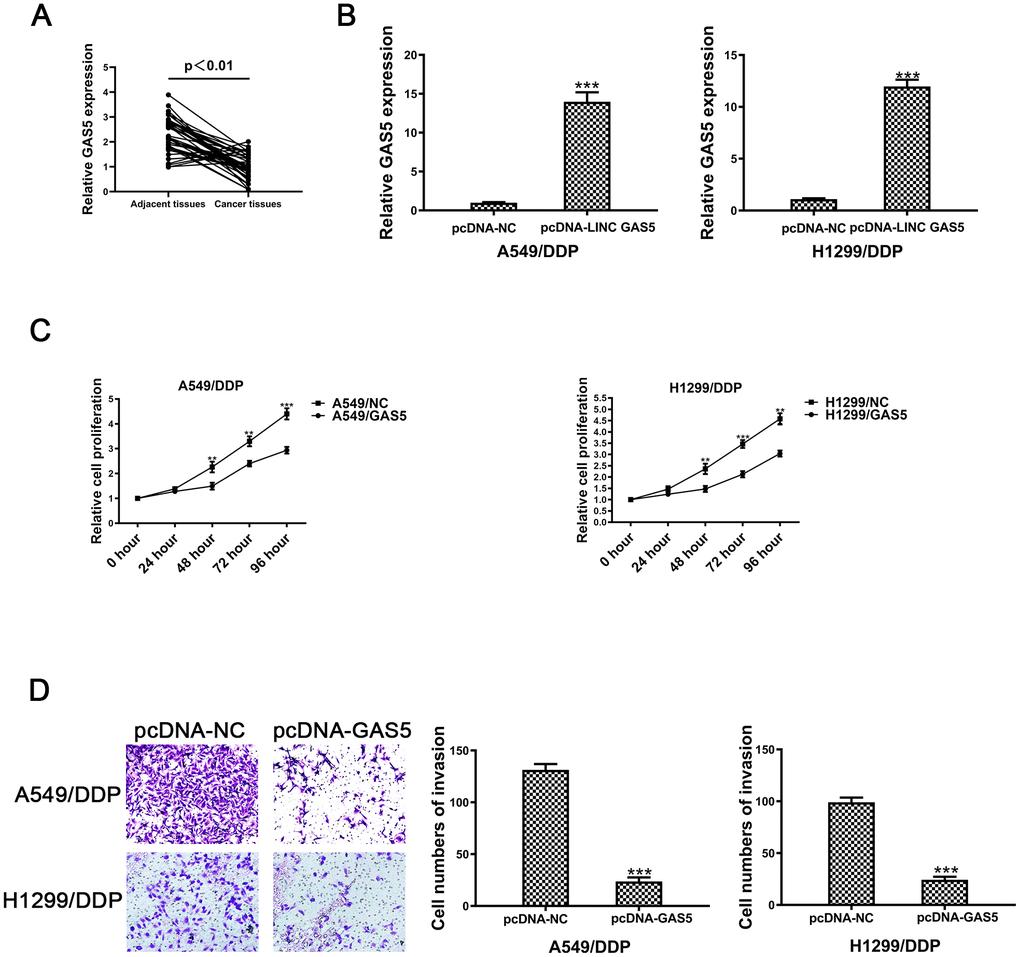 The lncRNA GAS5 acts as a tumor suppressor in cisplatin-resistant NSCLC cells. (A) Expression of GAS5 in NSCLC and paired adjacent normal tissue samples was determined by qRT-PCR (n=41). (B) The expression of GAS5 in A549/DDP and H1299/DDP cells transduced with pcDNA-lncRNA GAS5 or pcDNA-NC was detected by qRT-PCR. (C) Cell viability of A549/DDP and H1299/DDP cells transfected with pcDNA-lncRNA GAS5 or pcDNA-NC was determined by CCK-8. (D) The invasion of A549/DDP and H1299/DDP cells transfected with pcDNA- lncRNA GAS5 or pcDNA-NC was determined by a transwell assay. *p 