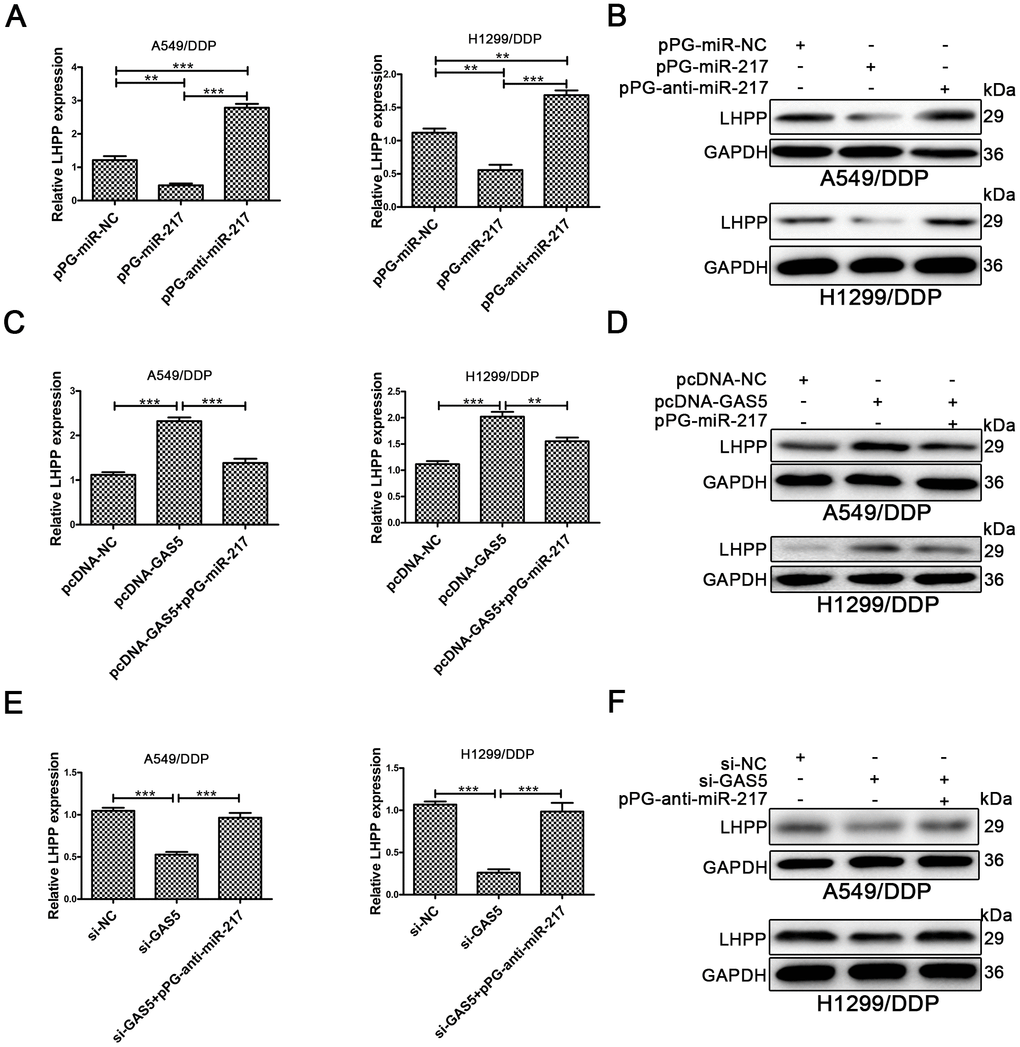 LHPP is located downstream of miR-217 and l GAS5. (A, B) Both qRT-PCR and Western blotting were used to determine the relative mRNA and protein expression of LHPP in A549/DDP and H1299/DDP cells transfected with pPG-miR-NC, pPG-miR-217 and pPG-anti-miR-217. (C, D) qRT-PCR and Western blotting were used to determine the relative mRNA and protein levels of LHPP in A549/DDP and H1299/DDP cells transfected with pcDNA-NC, pcDNA-GAS5 or pcDNA-GAS5 + pPG-miR-217. (E, F) qRT-PCR and Western blotting were used to determine the relative mRNA and protein levels of LHPP in A549/DDP and H1299/DDP cells transfected with si-NC, si-GAS5 or si-GAS5 + pPG-anti-miR-217. *p 