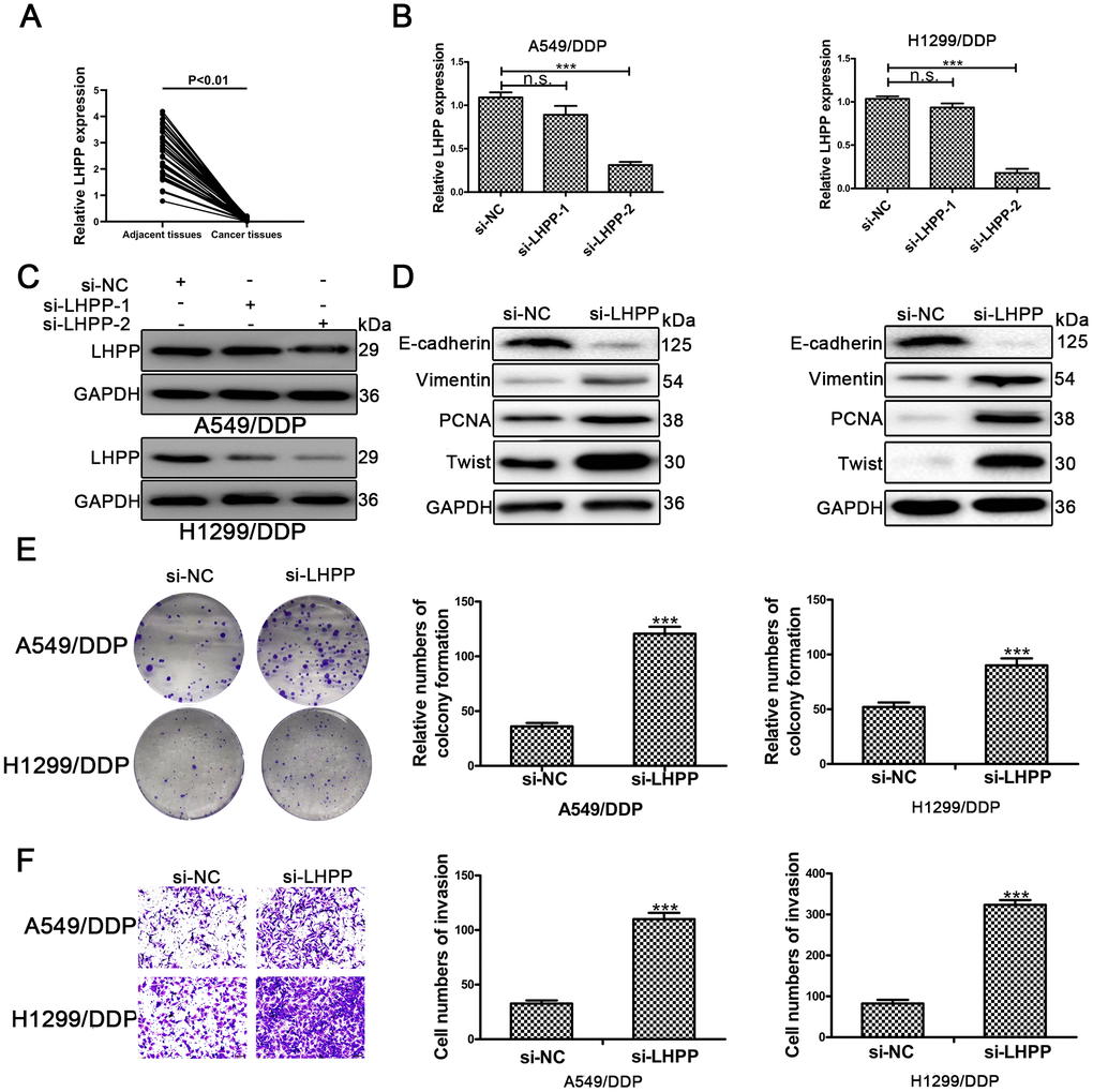 LHPP serves as a tumor suppressor in cisplatin-resistant NSCLC cells. (A) The relative mRNA expression of LHPP in NSCLC tissues and their paired adjacent normal tissues was determined by qRT-PCR. (B) The relative mRNA expression of LHPP in A549/DDP and H1299/DDP cells transfected with si-NC, si-LHPP-1 and si-LHPP-2 was measured by qRT-PCR. (C) The relative protein expression of LHPP in A549/DDP and H1299/DDP cells transfected with si-NC, si-LHPP-1 and si-LHPP-2 was measured by Western blotting. (D) The relative protein expression of E-cadherin, Vimentin, Twist and PCNA in A549/DDP and H1299/DDP cells was measured by Western blotting after silencing of LHPP by si-LHPP. (E) The cloning ability of A549/DDP and H1299/DDP cells was determined by colony formation assays after silencing of LHPP by si-LHPP. (F) The invasion ability of A549/DDP and H1299/DDP cells was determined by transwell invasion assays after silencing LHPP by si-LHPP. *p 