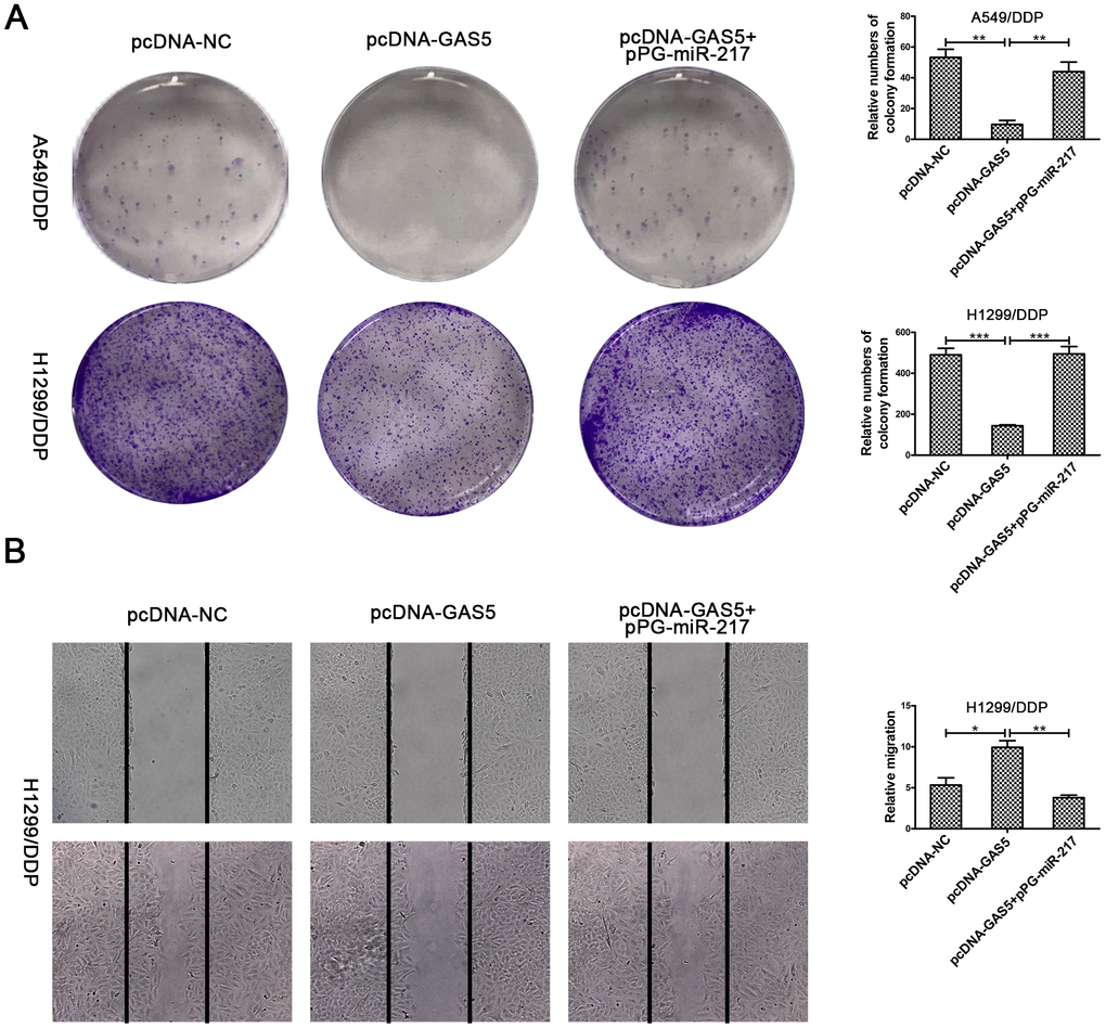 Upregulation of GAS5 inhibits cisplatin-resistant NSCLC cell cloning ability and migration. (A) Colony formation assays in A549/DDP and H1299/DDP cells transduced with pcDNA-NC, pcDNA-GAS5 or pcDNA-GAS5 + pPG-miR-217 were presented. (B) Wound healing assays in H1299/DDP cells transduced with pcDNA-NC, pcDNA-GAS5 or pcDNA-GAS5 + pPG-miR-217 were presented. *p 
