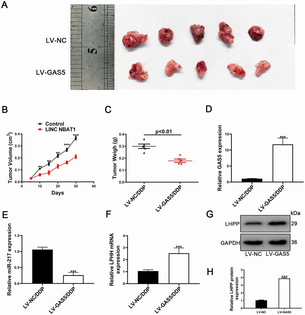 Upregulation of GAS5 and its influence on tumor growth in vivo. (A) Nude mice carrying tumors from A549/DDP/LV-GAS5 and A549/DDP/LV-NC groups were presented. (B) Tumor growth curves were calculated every 5 days. (C) Tumor weight from A549/DDP/LV-GAS5 and A549/DDP/LV-NC groups was presented. (D) The relative expression of GAS5 in tumors from A549/DDP/LV-GAS5 and A549/DDP/LV-NC groups was determined by qRT-PCR. (E) The relative expression of miR-217 in tumors from A549/DDP/LV-GAS5 and A549/DDP/LV-NC groups was determined by qRT-PCR. (F) The relative mRNA expression of LHPP in tumors from A549/DDP/LV-GAS5 and A549/DDP/LV-NC groups was determined by qRT-PCR. (G) The relative protein expression of LHPP in tumors from A549/DDP/LV-GAS5 and A549/DDP/LV-NC groups was determined by Western blotting. *pH) Quantitative analysis of LHPP protein expression in A549/DDP and H1299/DDP cells transfected with LV-NC or LV-GAS5 tumor tissue. Tumor xenograft experiments were performed within one-month and other experiments listed were performed in one-week intervals.