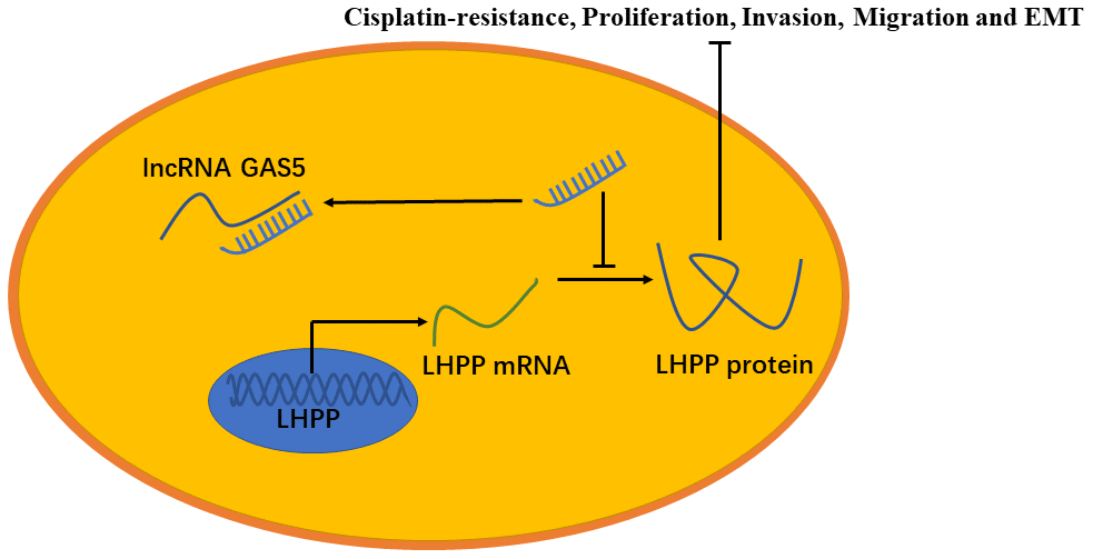 A model to show the relation between GAS5, miR-217 and LHPP. GAS5 inhibited NSCLC cisplatin-resistance, metastasis and EMT progression by acting as a miRNA sponge to impair the endogenous effects of miR-217, thereby promoting mRNA and protein expression of LHPP.