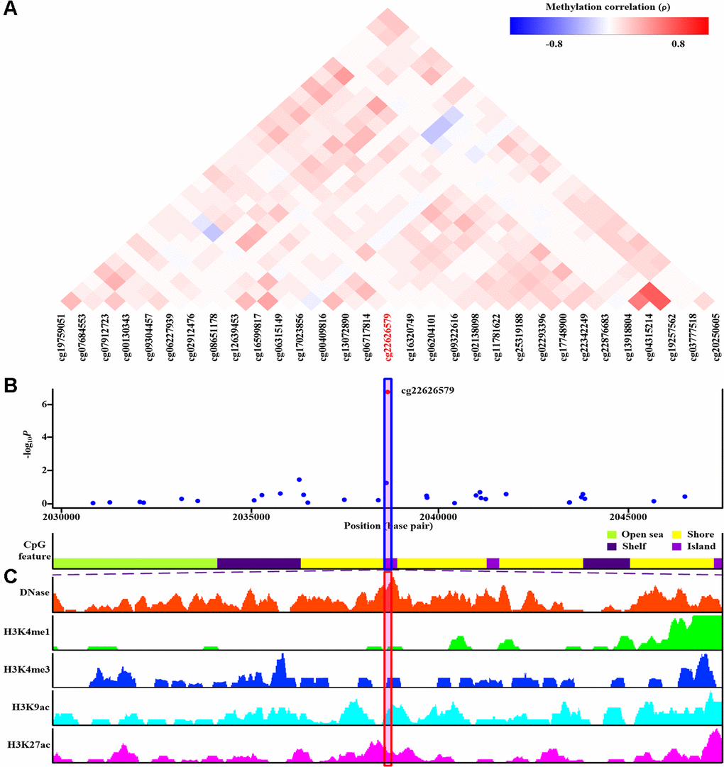 Co-methylation analysis and functional annotation of cg22626579. (A) Patterns of co-methylation at the cytosine-phosphate-guanine dinucleotide (CpG) sites surrounding cg22626579. (B) Monocyte-specific regional association results along with position of nearby CpG island (dark violet), CpG shore (yellow), CpG shelf (indigo) and CpG open sea (green yellow). cg22626579 (highlighted in shaded box) is located in CpG island. (C) Functional annotation of cg22626579. DNase hypersensitive sites derived by DNase-seq (DNase Track) and histone marks surrounding cg22626579 (H3K4me1, H3K4me3, H3K9ac and H3K27ac Tracks) in monocyte are shown. DNase hypersensitivity, H3K4me1, H3K4me3, H3K9ac and H3K27ac histone marks are associated with active regulatory elements.