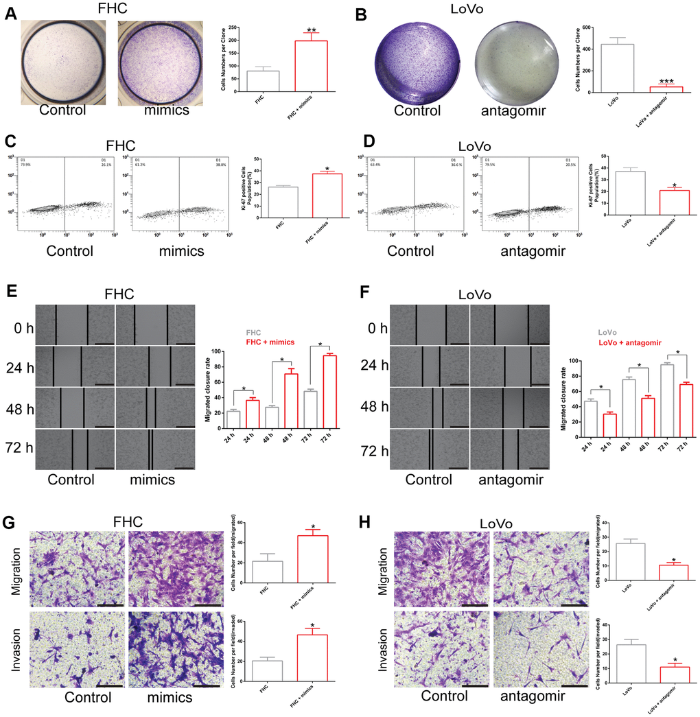 The effect of miR-581 on cell proliferation, migration, and invasion. (A, B) Colony formation of (A) FHC cells transfected with miR-581 mimics and (B) Cell proliferation of LoVo cells transfected with miR-581 antagomir tested by colony formation assay. (C) The percentage of Ki-67-positive FHC cells increases significantly after transfection with miR-581 mimics. (D) The percentage of Ki-67-positive LoVo cells is significantly lower after transfection with miR-581 antagomir. (E, F) Wound closure rate of (E). FHC cells transfected with miR-581 mimics and (F) LoVo cells transfected with miR-581 antagomir subjected to the in vitro scratch assay. (G, H) Migratory and invasive abilities of (G) FHC cells transfected with miR-581 mimics and (H) LoVo cells transfected with miR-581 antagomir evaluated by Transwell migration and invasion assays. Comparison between two groups were assessed by student’s t-test. Bars were represented as S.D. *PPP