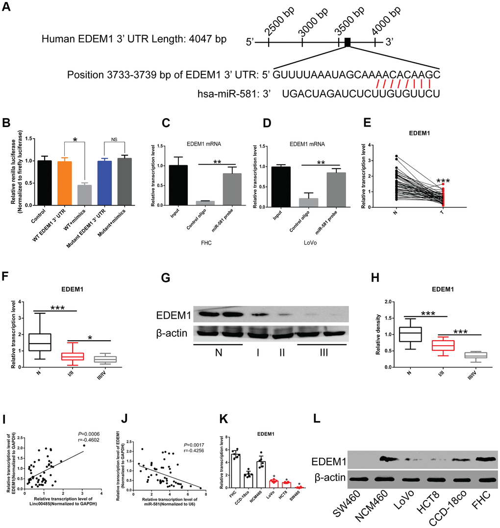 EDEM1 is the downstream molecular target of the LINC00485/miR-581 axis in CRC cells. (A) Schematic diagram of binding sites of the 3’UTR of EDEM1 mRNA and miR-581. (B) Luciferase reporter assay confirming the interaction between the 3’UTR of EDEM1 mRNA and miR-581. (C, D) RIP assay validating the interaction between the 3’UTR of EDEM1 mRNA and miR-581 in (C) FHC cells and (D) LoVo cells. (E) The mRNA level of EDEM1 is significantly lower in 52 CRC tissues than in paired normal tissues. (F, G, H) The (F) mRNA and (G, H) protein levels of EDEM1 in CRC patients with stage I/II or III/IV are significantly lower than in adjacent normal tissues. EDEM1 expression level decreases significantly with the advancing tumor stage. (I) A positive correlation between LINC00485 level and the expression of EDEM1 in 52 CRC tissues. (J) EDEM1 expression is negatively correlated with miR-581 levels in 52 CRC tissues. (K, L) The (K) mRNA and (L) protein levels of are significantly reduced in CRC cells compared with in human normal colorectal epithelial cell lines. Comparison between two groups were assessed using student’s t-test. Multiple comparison was analyzed using the one-way ANOVA with LSD test. Bars were represented as S.D. *PPP