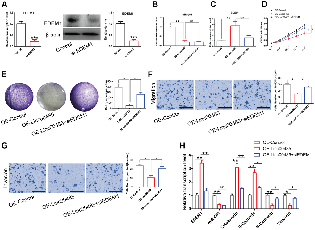 LINC00485 modulates CRC cell proliferation, migration, and invasion by regulating miR-581/EDEM1 axis. (A) The transfection efficiency of small interfering RNA targeting EDEM1 was validated by RT-qPCR analysis and western blotting assay. (B) miR-581 levels are significantly down-regulated both in LINC00485-overexpressed LoVo cells and LINC00485-overexpressed LoVo cells transfected with siEDEM1. (C) EDEM1 expression increases in LINC00485-overexpressed LoVo cells, but decreases in LINC00485-overexpressed LoVo cells after transfection with siEDEM1. (D) Cell viability of LINC00485-overexpressed LoVo cells with or without siEDEM1 treatment was measured by the CCK-8 assy. (E) The colony formation assay results showing that overexpression of LINC00485 significantly inhibits the colony forming ability of LoVo cell, but EDEM1 knockdown reverses the result induced by LINC00485 overexpression. (F) Transwell migration and (G) invasion assays showing the effect of EDEM1 knockdown on LINC00485-overexpressed LoVo cells. (H) The mRNA levels of EDEM1, miR-581, cytokeratin, E-cadherin, N-cadherin, and vimentin in LINC00485-overexpressed LoVo cells transfected with or without siEDEM1. Comparison between two groups were assessed using student’s t-test. Multiple comparison was analyzed using the one-way ANOVA with LSD test. Bars were represented as S.D. *PPP