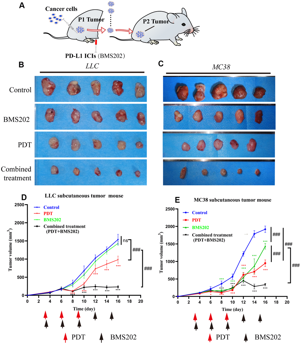 TPE-IQ-2O PDT combined with a PDL1 ICI can effectively inhibit tumor growth. (A) Schematic diagram of the establishment of a relatively ICI-insensitive animal model. (B, C) The tumors in the LLC or MC38 tumor-bearing mice of the control group (n=5), TPE-IQ-2O PDT group (n=5), BMS202 group (n=5) and combined treatment (PDT combined with BMS202) group (n=5). (D, E) Tumor growth curves for LLC or MC38 tumor-bearing mice, *p 