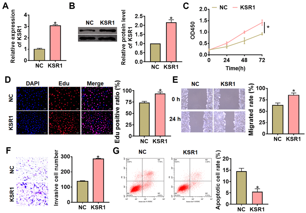Overexpression of KSR1 promoted the progression of GC cells. (A, B) The transfection efficiency of KSR1 in MKN-45 cells using qRT-PCR and western blot. (C) CCK8 for viability of MKN-45 cells. (D) Edu assay for proliferation of MKN-45 cells. Scale bar, 40 μm. (E) Wound healing assay for migration of MKN-45 cells. Scale bar, 60 μm. (F) Transwell assay for invasion of MKN-45 cells. Scale bar, 60 μm. (G) Flow cytometry assay for apoptosis of MKN-45 cells. Data are mean ± SD; *P 