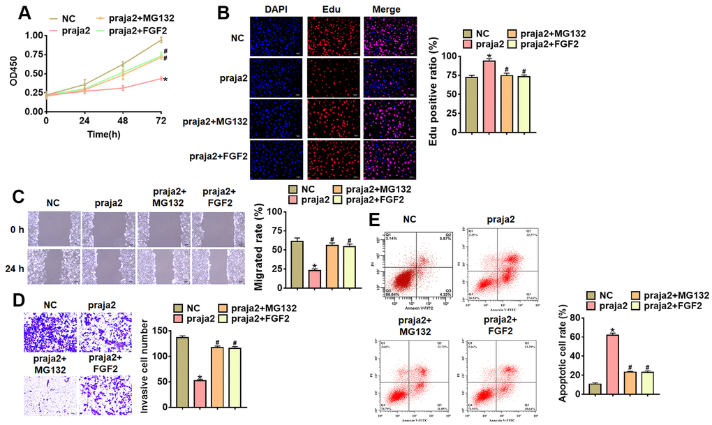 Praja2 inhibited the progression of GC cells through KSR1-MEK-ERK axis. Praja2 or NC was transfected into MKN-45 cells, and treated with MG132 or FGF2 (MEK-ERK activator). (A) CCK8 for viability of MKN-45 cells. (B) Edu assay for proliferation of MKN-45 cells. Scale bar, 40 μm. (C) Wound healing assay for migration of MKN-45 cells. Scale bar, 60 μm. (D) Transwell assay for invasion of MKN-45 cells. Scale bar, 60 μm. (E) Flow cytometry assay for apoptosis of MKN-45 cells. Data are mean ± SD; *P 