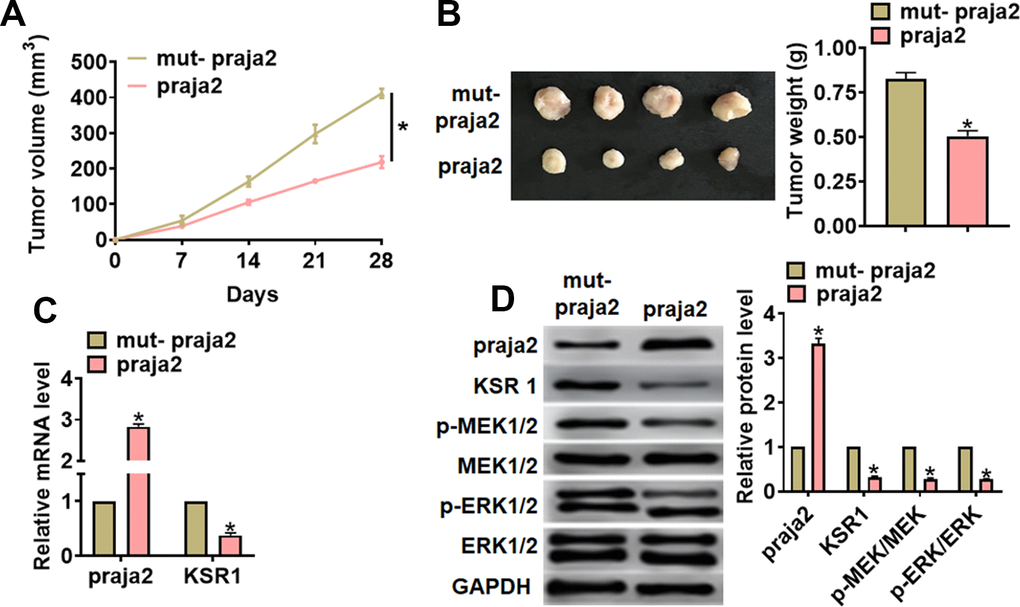 Praja2 inhibited GC growth in vivo. 30 mice were divided into two group randomly, MKN-45 cells were subcutaneously injected into nude mice. 1 week later, we injected lentivirus packaged praja2 or NC into tumors. (A) Tumor volume was measured every 7 days. (B) Tumors was isolated after 28 days of MKN-45 cells injection, and photos for representative tumors. (C) The mRNA of praja2 and KSR1 in isolated tumors were detected by qRT-PCR. (D) Western blot for praja2, KSR1, MEK, p-MEK, ERK and p-ERK protein expression in isolated tumors. Data are mean ± SD; *P 