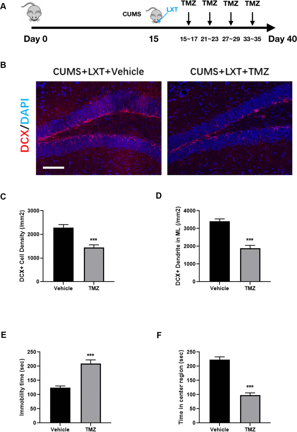 Hippocampal neurogenesis is required in effects of LXT to CUMS model. (A) Schematic picture to show the experimental process. Mice with CUMS protocol was conducted with TMZ treatment and combined with the intranasal administration of the LXT. (B) Confocal image to show the distribution and cell number of DCX+ immature neurons (Red). (C, D) Statistical analysis of DCX+ immature neurons and DCX+ neural fibers. (E, F) Statistical analysis of immobility time in FST as well as the time spend in center region in open field test.