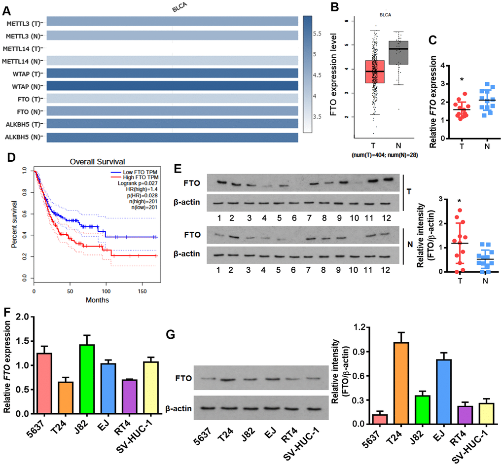 Enrichment of FTO protein but not mRNA in BLCA. (A) Heatmap showing expression of the major m6A methylases and demethylases in BLCA (T) and normal tissues (N). (B) Comparison of FTO mRNA levels between BLCA tumors (red box) and normal tissues (grey box). (C) Overall survival in BLCA patients with the higher FTO level was shorter as demonstrated by Kaplan-Meier analysis. (D) FTO transcript in patient-derived bladder tumor (T) and normal tissues (N) by qPCR. * p t-test. (E) FTO protein expression in patient-derived normal tissues (N) and BLCA tumor (T) by western blot. * p t-test. (F) FTO mRNA expression in BLCA and normal uroepithelial SV-HUC-1 cells by qPCR. (G) FTO protein profiling in BLCA and normal uroepithelial cell lines by western blot.