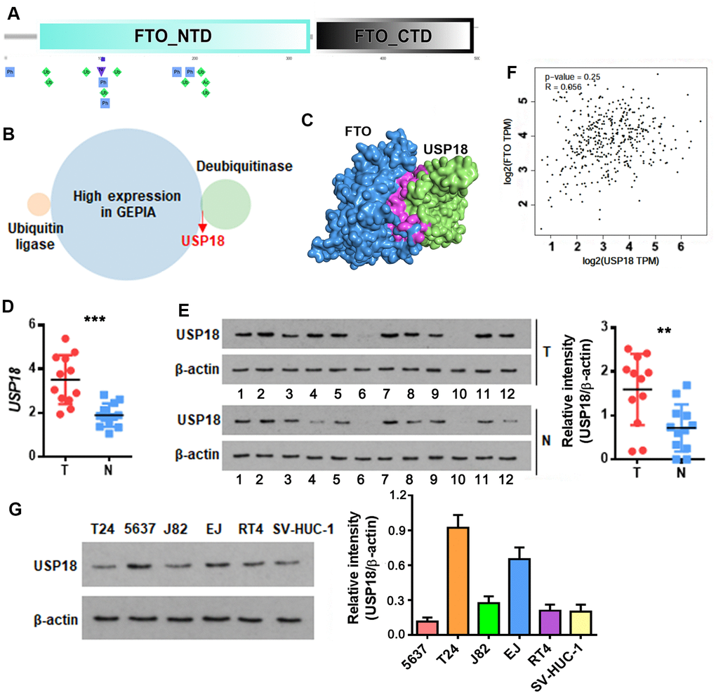 USP18 is up-regulated in bladder cancer and potentially associated with FTO protein level. (A) Schematic of the putative ubiquitination sites of K194, K211 and K216 (rhombus in green) in the N-terminal domain (NTD) of FTO as predicted by PTMcode tool. (B) Venn diagram showing FTO-targeting ubiquitin ligases and deubiquitinases that are significantly upregulated in BLCA. (C) Diagram showing the physical interaction between FTO and USP18 as predicated by HDOCK server. (D) USP18 transcript in patient-derived bladder tumor (T) versus normal tissues (N). *** p t-test. (E) USP18 protein in BLCA tumor (T) versus normal tissues (N) as determined by western blot assay. ** p t-test. (F) Pearson correlation analysis of FTO with USP18 expression. (G) USP18 protein expression profiling in the representative BLCA cell lines.