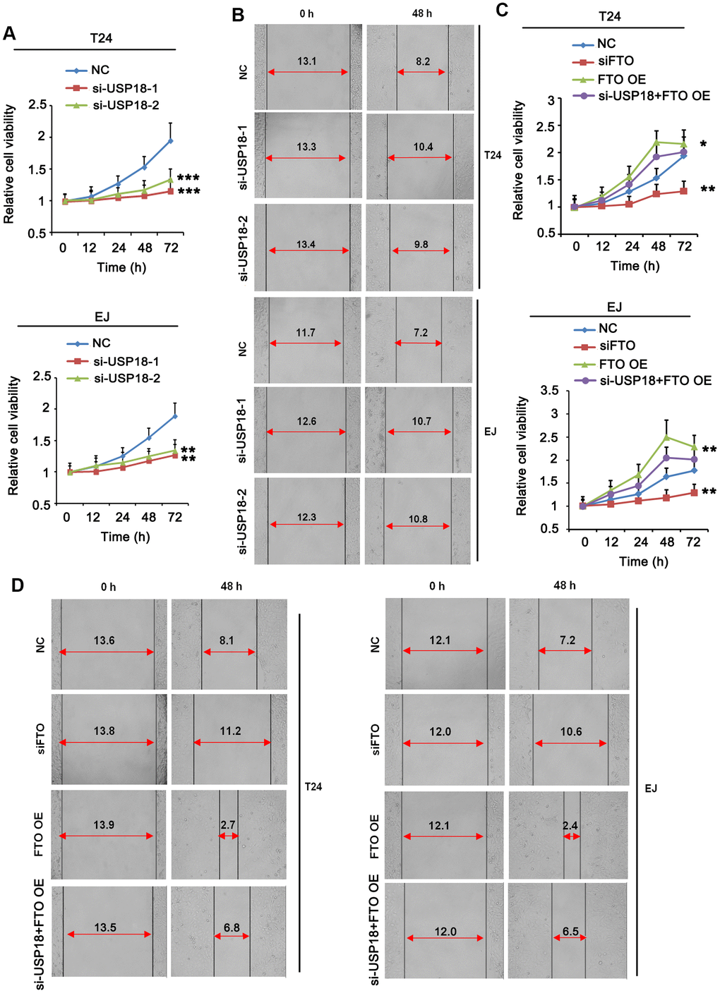 Turn down USP18 or FTO inhibits BLCA cell proliferation and migration. (A) Time-dependent BLCA cell proliferation upon depletion of USP18 by MTT assay. USP18 was knocked down by transfecting USP18 siRNA-248 (si-USP-1) and USP18 siRNA-581 (si-USP-2). ** p t-test. (B) Wound-healing assay assessing the role of USP18 in BLCA cell migration. USP18 was knocked down by transfecting USP18 siRNA-248 (si-USP-1) and USP18 siRNA-581 (si-USP-2). (C) MTT assay assessing time-dependent BLCA cell proliferation upon depletion or expression of FTO, or depletion of USP18 together with FTO overexpression. *p t-test. (D) Wound-healing assay assessing BLCA cell migration upon depletion or expression of FTO, or depletion of USP18 together with FTO overexpression.