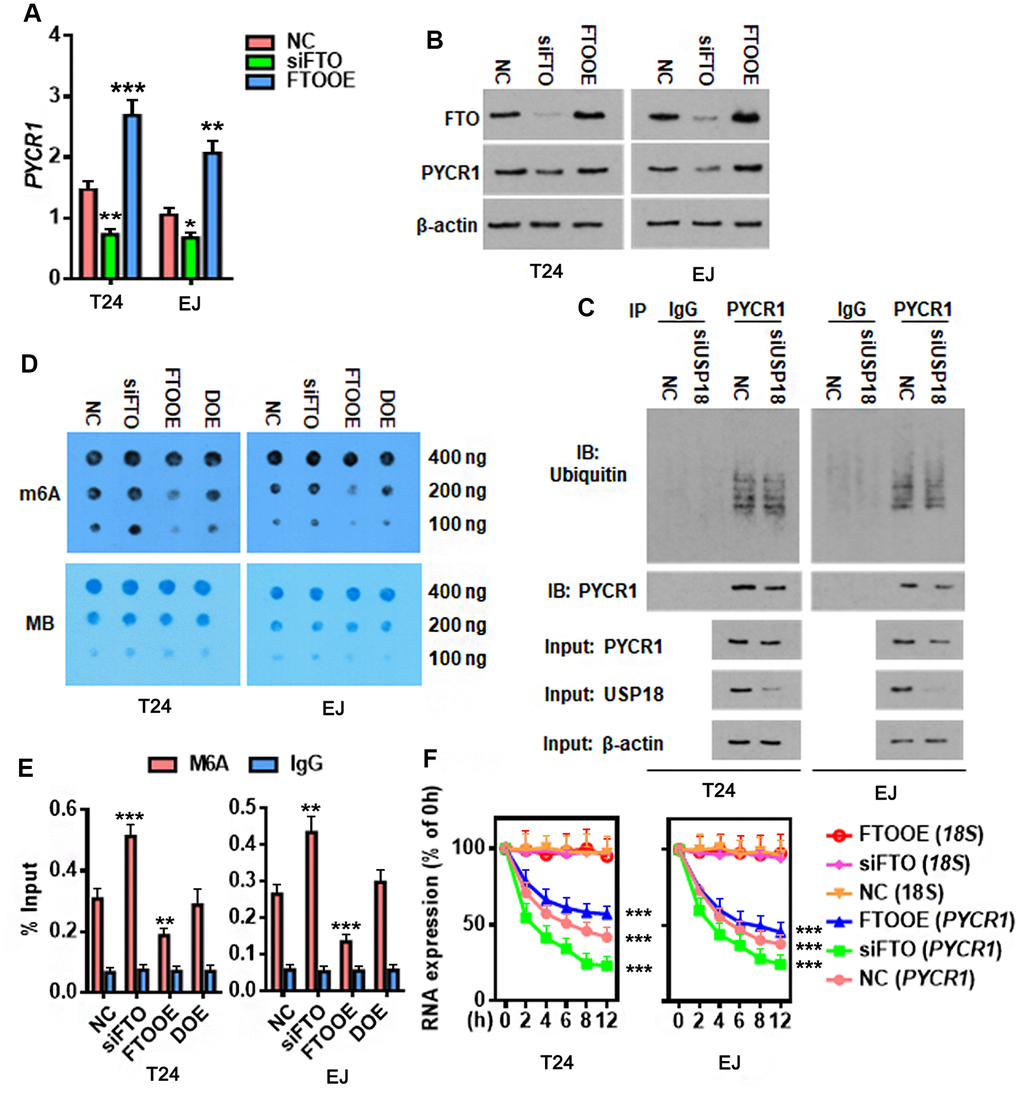 FTO reduces m6A methylation on PYCR1 and enhances its RNA stability. (A, B) Determining PYCR1 mRNA (A) and protein (B) expression upon gain (FTOOE) or loss (siFTO) of FTO. * p t-test. (C) Co-immunoprecipitation of PYCR1 protein and ubiquitin in the presence or absence of USP18. (D) M6A dot blot (upper) and methylene blue staining (lower) assays determining effects of FTO in the total RNA m6A contents in BLCA cells. DOE, FTO and METLL3 double overexpression. MB, methylene blue. (E) M6A-IP-qPCR assay determining the effects of FTO in PYCR1 m6A methylation. DOE, FTO and METLL3 double overexpression. (F) qPCR determining PYCR1 RNA stability upon gain or loss of FTO in BLCA cells. 18S RNA was used as a normalization control.