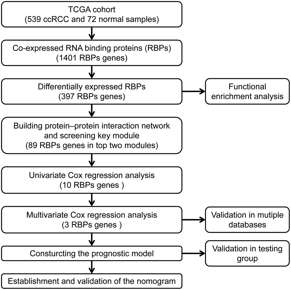 The workflow for analyzing the RBPs in ccRCC.