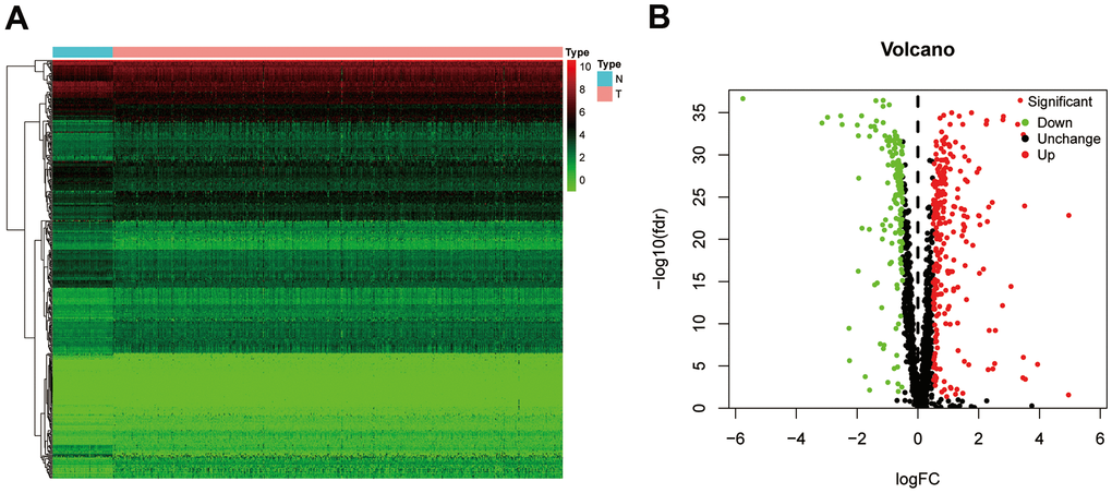 The differentially expressed RBPs in ccRCC. (A) Heatmap of differentially RBPs in different samples. Red represents upregulation and green represents downregulation. (B) Volcanic plot showing dysregulated RBPs in ccRCC tissue samples. ccRCC, clear cell renal cell carcinoma; RBPs, RNA-binding proteins.