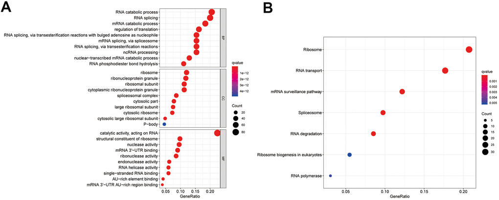 Enrichment analysis of differentially expressed RBPs. (A) Top 10 enriched BP terms, CC terms, MF terms. (B) The significant KEGG signal pathways. BP, biological process; CC, cellular components; MF, molecular functions; KEGG, Kyoto Encyclopedia of Genes and Genomes.