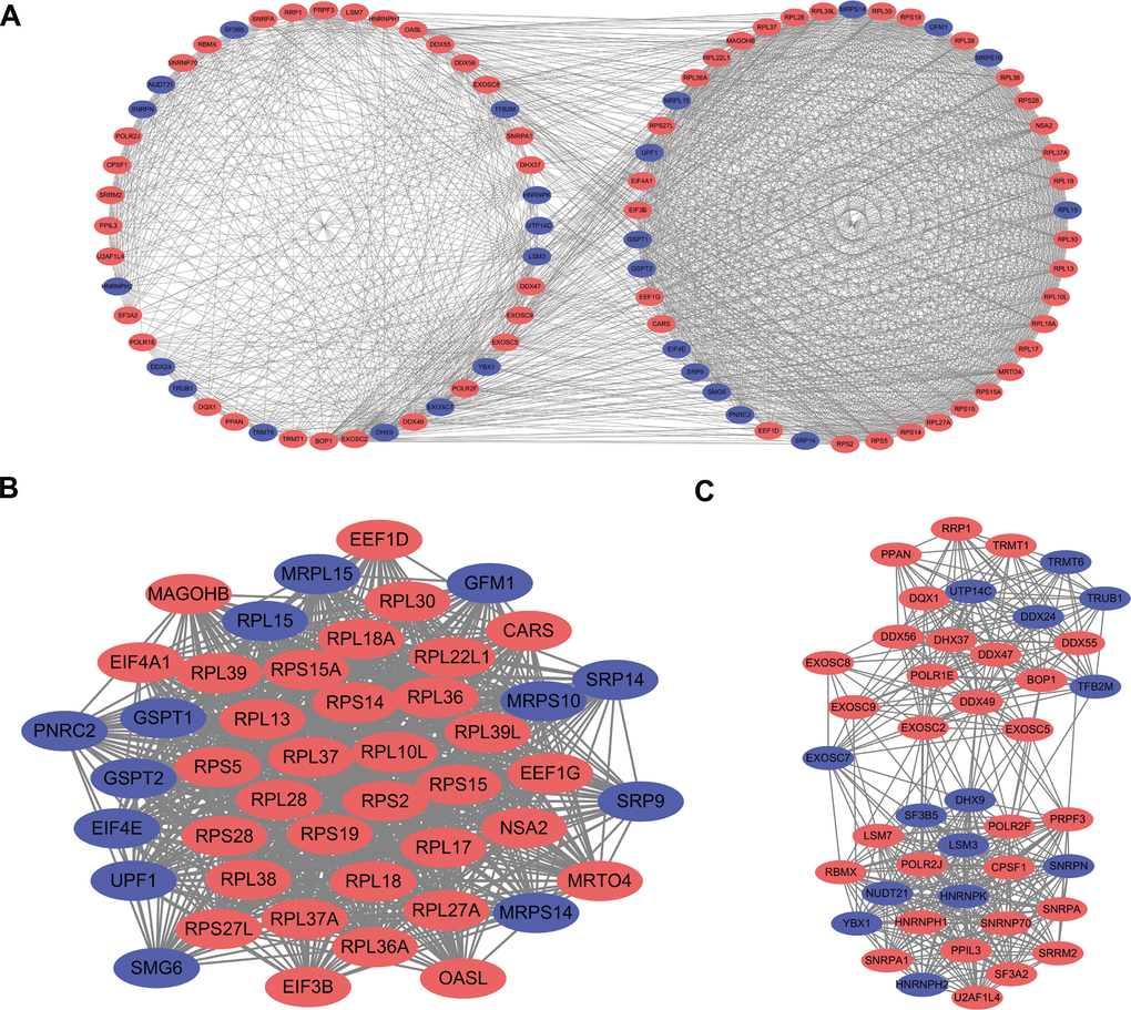 PPI network construction and key module screening. (A) Protein-protein interaction network. (B) Significant module 1. (C) Significant module 2. Blue: down-regulation genes. Red: up-regulation genes.