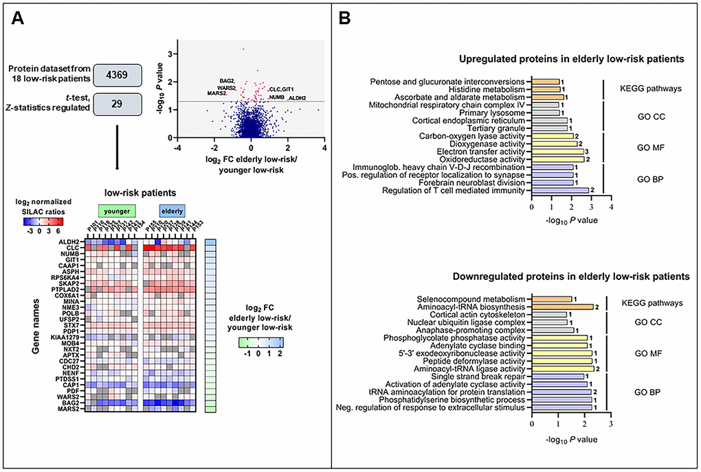 The regulated proteome in the study of elderly low-risk vs younger low-risk patients. (A) Overview of proteomic data analysis from elderly low-risk and younger low-risk patient samples. Volcano plot analysis of proteins quantified in at least five patients per group. Points (in magenta) above the non-axial horizontal grey line represent proteins with significantly different abundances (P 2 of fold change (FC) of protein levels in the elderly low-risk relative to the younger low-risk group is displayed on the right of the heatmap. (B) Gene Ontology (GO; BP, biological processes, with lilac bars; CC, cellular compartments, with light grey bars; MF, molecular functions, with yellow bars) and KEGG pathways (orange bars) analyses of upregulated and downregulated proteins in the elderly low-risk group. The various enriched GO terms and KEGG pathways are displayed on the y-axis while the corresponding –log10P values are shown on the x-axis. The number of genes associated to a specific GO term or KEGG pathway is shown on the right side of the corresponding bar. Abbreviations were used in cases of long GO term (Immunoglob. for Immunoglobulin; Pos. for Positive and Neg. for Negative).