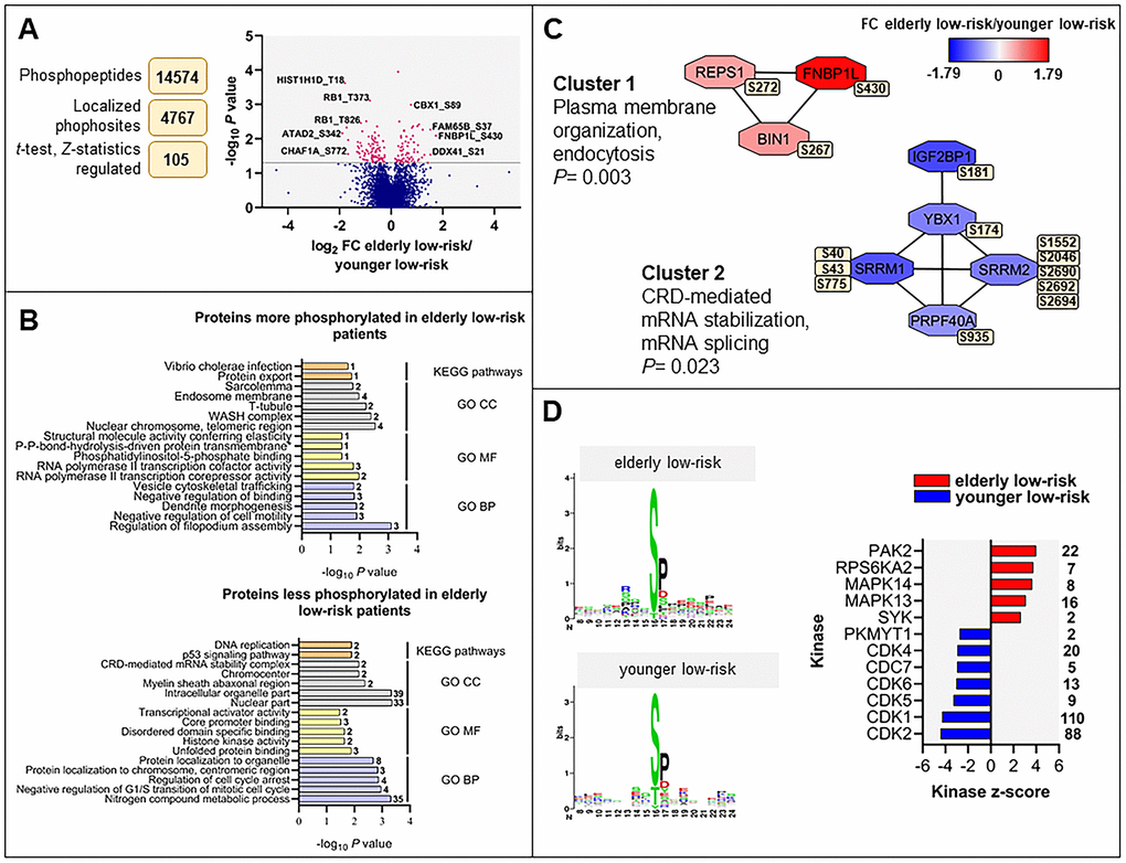 The regulated phosphoproteome in the study of elderly low-risk vs younger low-risk patients. (A) Overview of phosphoproteomic data analysis from elderly low-risk and younger low-risk patient samples. Volcano plot analysis of phosphosites quantified in at least five patients per group. Points (in magenta) above the non-axial horizontal grey line represent phosphosites with significantly different phosphorylation levels (P B) GO (BP terms with lilac bars; CC terms with light grey bars; MF terms with yellow bars) and KEGG pathways (orange bars) analyses of proteins with increased and decreased phosphorylation in elderly low-risk patients. The various enriched GO terms and KEGG pathways are displayed on the y-axis while the corresponding –log10P values are shown on the x-axis. The number of genes associated to a specific GO term or KEGG pathway is shown on the right side of the corresponding bar. (C) Networks of protein-protein interactions (PPI) based on STRING database and visualized in Cytoscape after ClusterONE analysis. The significance of networks with high cohesiveness is shown with the P value of a one-sided Mann-Whitney U test. The differentially regulated phosphorylation sites are shown in yellow boxes next to each protein. FC of phosphorylation are color-coded; red-colored proteins showed a higher phosphorylation in elderly low-risk patients and blue-colored proteins showed a higher phosphorylation in the younger low-risk group. (D) Sequence motif analysis of the ± eight amino acids flanking the differentially regulated phosphorylation sites for each patient group and kinase-substrate enrichment analysis (KSEA) of differentially regulated and unregulated phosphorylation sites. The kinase z-score (x-axis) is the normalized score for each kinase (y-axis), weighted by the number of identified substrates indicated on the right side of the plot. Only significant predicted kinases with false discovery rate (FDR) values 