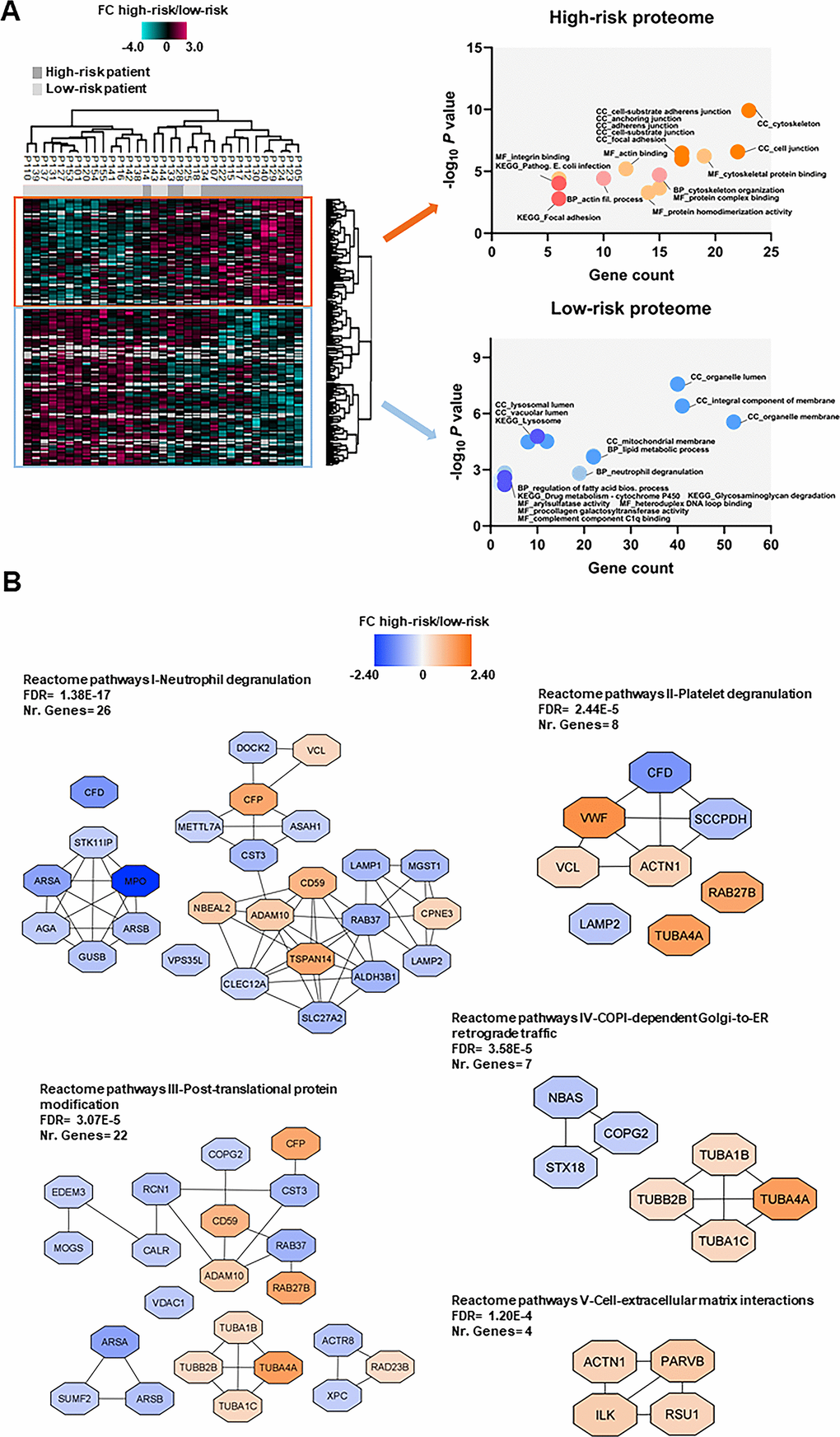 Proteomic differences between high-risk and low-risk patients; the importance of the cytoskeleton reflected in levels of neutrophil degranulation, platelet degranulation and endomembrane trafficking proteins. (A) Hierarchical clustering of 33 patients was based on the expression (SILAC log2 ratio) of 205 proteins with significantly different regulation in AML cells from high-risk (dark grey squares) and low-risk patients (light grey squares). Two vertical main clusters were observed, one dominated by proteins with higher abundance in mostly high-risk patients (upper cluster) and the other by proteins with higher abundance in low-risk patients (lower cluster). GO and KEGG pathways analyses of the two protein clusters were performed to reveal enriched BP, CC and MF terms for the high-risk and low-risk patients. The various enriched GO terms and KEGG pathways are displayed in the scatter plot. The number of genes associated to a specific GO term or KEGG pathway (count) and the corresponding –log10P values are shown on the x-axis and y-axis, respectively. Abbreviations were used in cases of long GO term or KEGG pathway name (Pathogen. for Pathogenic; fil. for filament). (B) Reactome term enrichment was performed using the STRING app (1.5.1) in Cytoscape. The five Reactome pathways with highest significance are shown with the corresponding FDR values. The protein nodes are colored according to their high-risk/low-risk FC, i.e. orange indicates increased abundance in the high-risk group and blue increased abundance in the low-risk group.