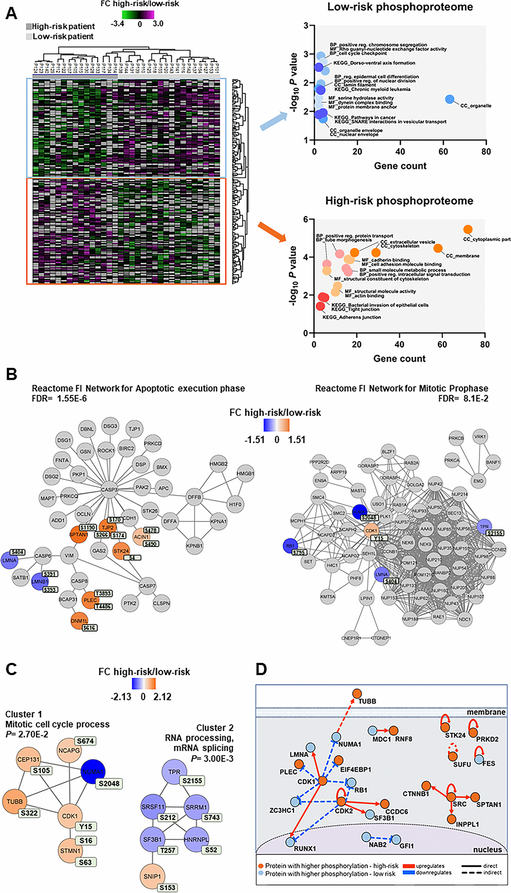 Phosphoproteomic differences between high-risk and low-risk patients; the importance of the cytoskeleton, mitotic cell cycle regulation and CDK activities. (A) Hierarchical clustering of the 33 patients based on the phosphorylation level (SILAC log2 ratio) of 239 phosphosites with significant differences between high-risk and low-risk patient samples. Two vertical main clusters were observed, one dominated by phosphosites with higher phosphorylation in low-risk patients (upper cluster) and the other by phosphosites with higher phosphorylation in high-risk patients (lower cluster). GO and KEGG pathways analyses of the two corresponding phosphoprotein clusters were performed to reveal enriched BP, CC and MF terms in the high-risk and low-risk patient samples. The various enriched GO terms and KEGG pathways are displayed in the scatter plot. The number of genes associated to a specific GO term or KEGG pathways (count) and the corresponding –log10P values are shown on the x-axis and y-axis, respectively. Abbreviations were used in cases of long GO term or KEGG pathway name (reg. for regulation). (B) Visualization of hit Reactome pathways was performed using the ReactomeFIViz app (7.2.3) in Cytoscape. Two significant Reactome networks (FDR vs low-risk log2 phosphorylation FC, i.e. orange indicates increased phosphorylation in the high-risk group and blue increased phosphorylation in the low-risk group. (C) Networks of PPI based on STRING database and visualized in Cytoscape after ClusterONE analysis. The significance of networks with high cohesiveness is shown with the P value of a one-sided Mann-Whitney U test. The differentially regulated phosphorylation sites are shown in light green boxes next to each protein. FC of phosphorylation are color-coded; orange-colored proteins showed a higher phosphorylation in the high-risk group and blue-colored proteins showed a higher phosphorylation in the low-risk group. (D) Causal relationships between phosphoproteins with differentially regulated phosphorylation sites in the high-risk vs low-risk phosphoproteome set was studied with SIGNOR. The analysis showed the pivotal role of CDKs in the control of cell cycle, cytoskeleton and translation phosphoproteins. Nodes and types of relationships are displayed as indicated on the bottom part of the design.
