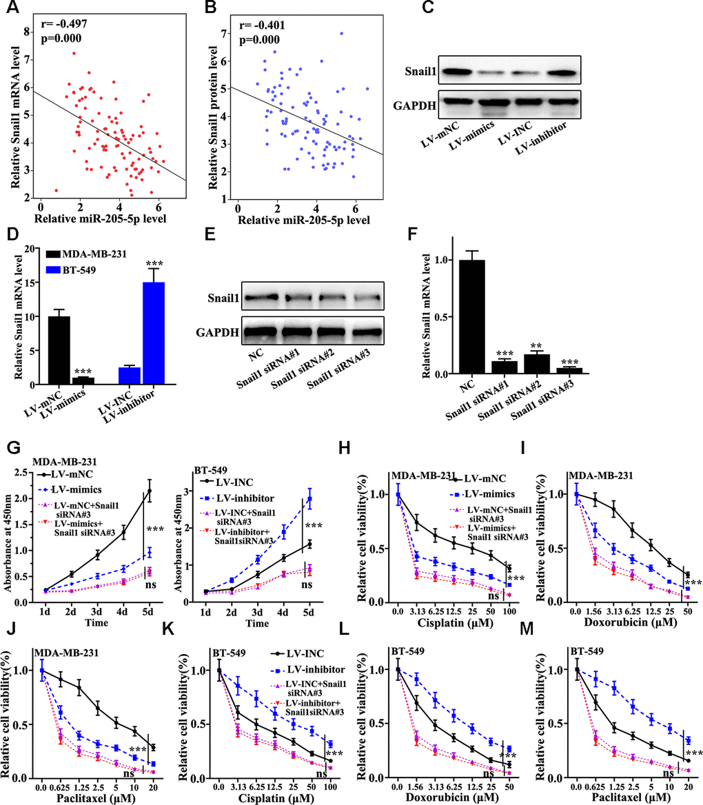 miR-205 regulates Snail1 expression to mediate breast cancer cell proliferation and chemotherapy resistance. (A) Verifying the correlation between miR-205 and Snail1 mRNA in 100 TNBC specimens. (B) The correlation between miR-205 and Snail1 protein expression was calculated in 100 TNBC specimens. (C) Western blot analysis of the Snail1 protein and mRNA expression in miR-205 knockdown treatment in BT-549 cells and miR-205 overexpression treatment in MDA-MB-231 cells. (D) qRT-PCR analysis of the Snail1 protein and mRNA expression in miR-205 knockdown treatment in BT-549 cells and miR-205 overexpression treatment in MDA-MB-231 cells. (E) Western blot are used to screen the Snail1 siRNA sequences with the best interference effect for subsequent experiments. (F) qRT-PCR are used to screen the Snail1 siRNA sequences with the best interference effect for subsequent experiments. (G) CCK8 was used to analyze the Snail1 knockdown effect with the miR-205 knockdown treated BT-549 cells and miR-205 overexpression treated MDA-MB-231 cells. (H) Cell proliferation analysis of the miR-205 overexpression and Snail1 knockdown treated MDA-MB-231 cells with Cisplatin treatment. (I) Cell proliferation analysis of the miR-205 overexpression and Snail1 knockdown treated MDA-MB-231 cells with Doxorubicin treatment. (J) Cell proliferation analysis of the miR-205 overexpression and Snail1 knockdown treated MDA-MB-231 cells with three Paclitaxel treatment. (K) Cell proliferation analysis of the miR-205 and Snail1 knockdown treated BT-549 cells with Cisplatin treatment. (L) Cell proliferation analysis of the miR-205 and Snail1 knockdown treated BT-549 cells with Doxorubicin treatment. (M) Cell proliferation analysis of the miR-205 and Snail1 knockdown treated BT-549 cells with Paclitaxel treatment. ***P