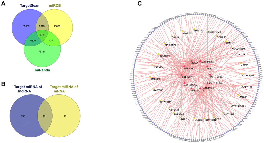 ceRNA network of GSE109211. Among the 3714, DEGs between the responder and non-responder in GSE109211, 43 DElncRNAs and 2875 DEmRNAs were identified. miRDB, miRanda, and TargetScan were used to predict the potential miRNA target by DEmRNAs. Only the miRNA-mRNA pairs that exist in all three databases were enrolled in the ceRNA network. The miRcode was applied to predict the potential miRNA target by DElncRNAs. As a result, a total of 26 lncRNAs, 194 mRNAs, and 10 miRNAs were enrolled in the ceRNA network. (A) Venn diagram of miRNA-mRNA pairs. (B) Venn diagram of target miRNAs. (C) CeRNA network of GSE109211. The yellow, red, and blue represent lncRNA, miRNA, and mRNA, respectively. Pink edges indicate lncRNA-miRNA-mRNA interactions. DEGs, differentially expressed genes; LncRNA, long non-coding RNA; miRNA, micro RNA; mRNA, messenger RNA; CeRNA, competing endogenous RNA.