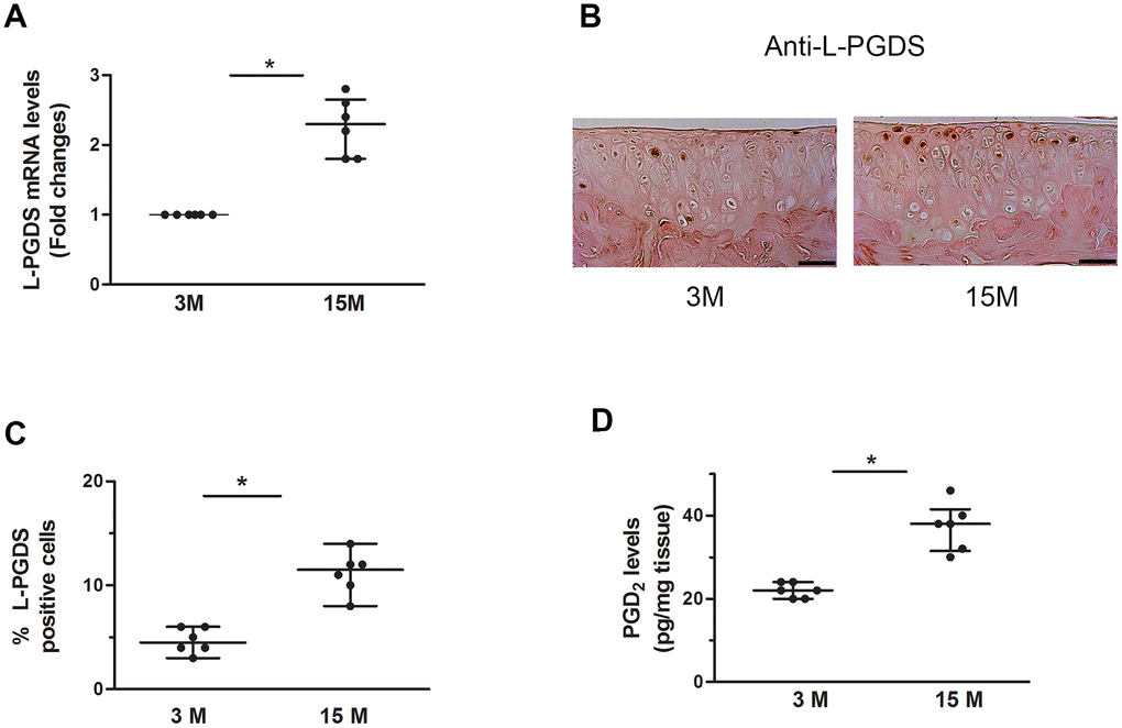 Increased expression of L-PGDS in cartilage of aged WT mice. (A) Total RNA was extracted from the joints of 3- and 15-month-old mice (n=6 mice/genotype/time point), and the levels of L-PGDS mRNA were determined by real-time RT-PCR. Results are expressed as -fold change, considering the value for 3-month-old mice as 1. (B) Representative images of immunohistochemical staining for L-PGDS in knee joints from of 3- and 15-month-old mice. Scale bars=100 μm. (C) Percentage of chondrocytes expressing L-PGDS in cartilage (n=6 mice/genotype/time point). Results are shown as median with interquartile range. (D) PGD2 levels in knee joint of 3- and 15-month-old mice (n=6 mice/genotype/time point), as determined by ELISA. *p