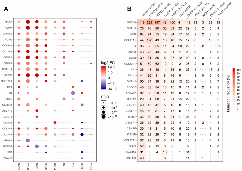 Representation of the 24 COAD-related neoantigen genes in other cancers. (A) Comparative expression analysis of the 24 host genes across 9 cancers. (B) Number of mutated samples across 11 cancers.