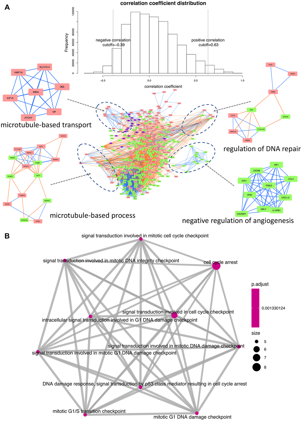 Interaction network and functional enrichment analysis of DEGs and miRNAs between early and late stage. (A) Co-expression network analysis. Purple diamonds represent miRNAs; red and green rectangles represent upregulated and downregulated DEGs, respectively. Orange and blue lines indicate, respectively, positive and negative correlations between nodes. Top-enriched functions are indicated under the corresponding modules. (B) Functional network depicting DEG-enriched processes regulated by the 19 differentially expressed miRNAs.