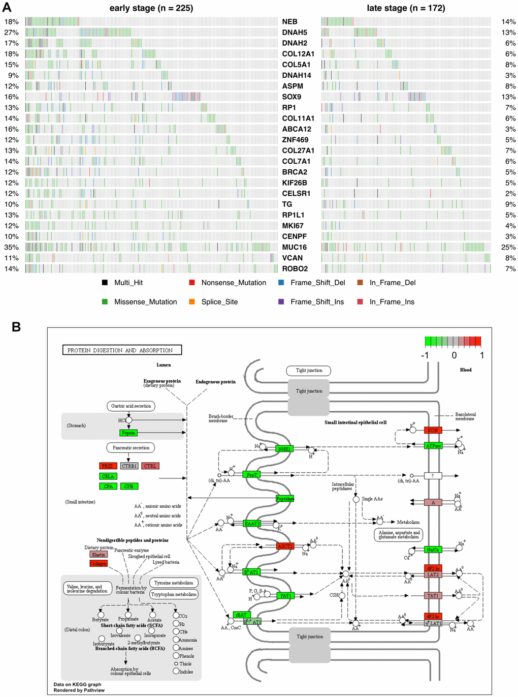 Mutational profile and KEGG pathway analysis of candidate COAD neoantigen-related DEGs. (A) Mutation frequency data. The percentage of patients harboring the color-coded variations listed at the bottom are indicated on the left and right sides. (B) KEGG pathways enriched in the 24 candidate neoantigen-related genes. Red and green boxes indicate up- and down-regulated genes, respectively.