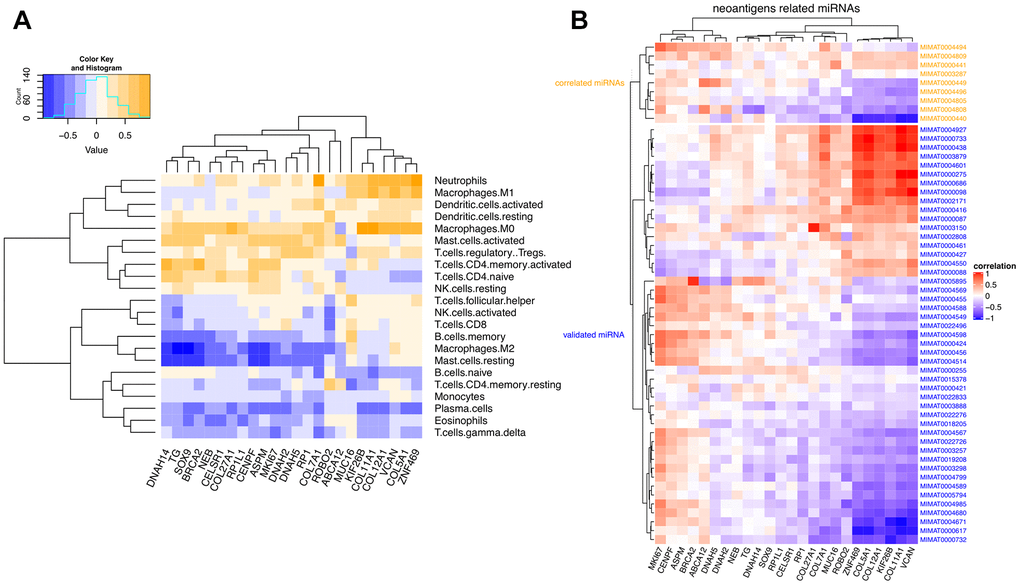 Correlation matrix between neoantigen-associated DEGs and immune cells and miRNAs. (A) Correlation between COAD-related neoantigen genes and immune infiltrating cells. (B) Correlation between COAD-related neoantigen genes and miRNAs. Validated and predicted miRNAs are marked in blue and orange, respectively.