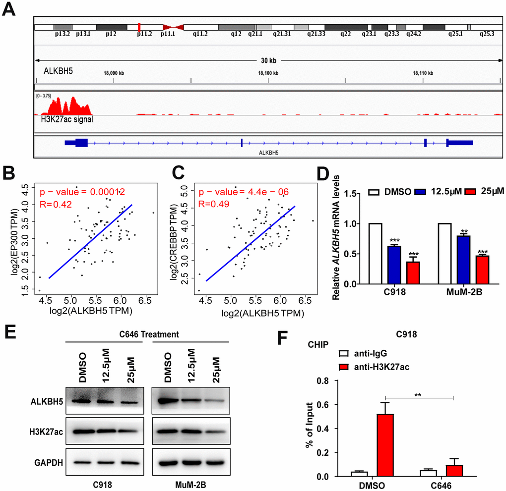 EP300-induced H3K27ac activation increased ALKBH5 expression in UM. (A) Data from the UCSC Genome Bioinformatics Site (http://genome.ucsc.edu/) showed high enrichment of H3K27ac in the promoter of ALKBH5 in melanoma. (B, C) ALKBH5 mRNA levels were positively correlated with EP300 (B) and CREBBP (C) in the UM data set from the TCGA database. (D–E) The mRNA (D) and protein (E) levels of ALKBH5 and H3K27ac were decreased when UM cells were treated with C646 for 24 hours. (F) ChIP assays were used to determine the enrichment of H3K27ac at the promoter of ALKBH5 after treating C918 cells with C646 and DMSO at 12.5μM for 12 hours. Mean ± SEM, t-test, *P P P 