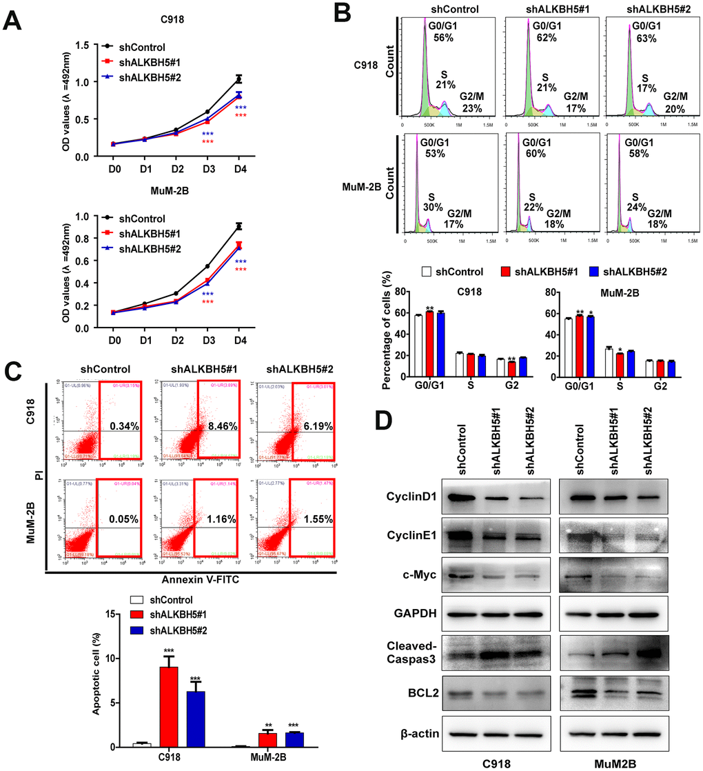 ALKBH5 knockdown inhibited UM cell growth. (A) Knockdown of ALKBH5 suppressed cell proliferation in UM cells as determined by MTT assay. (B) ALKBH5 shRNA treatment induced cell cycle arrest in G1/S phase in UM cells. (C) ALKBH5 elicited an apoptotic response in UM cells as determined by annexin V-PITC and PI staining and flow cytometry. (D) Western blot showed increased expression of apoptotic related protein, cleaved caspase-3, and decreased expression of BCL-2, c-Myc, cyclin D1 and cyclin E1 in ALKBH5-knockdown UM cells. Mean ± SEM, t-test, *P P P 