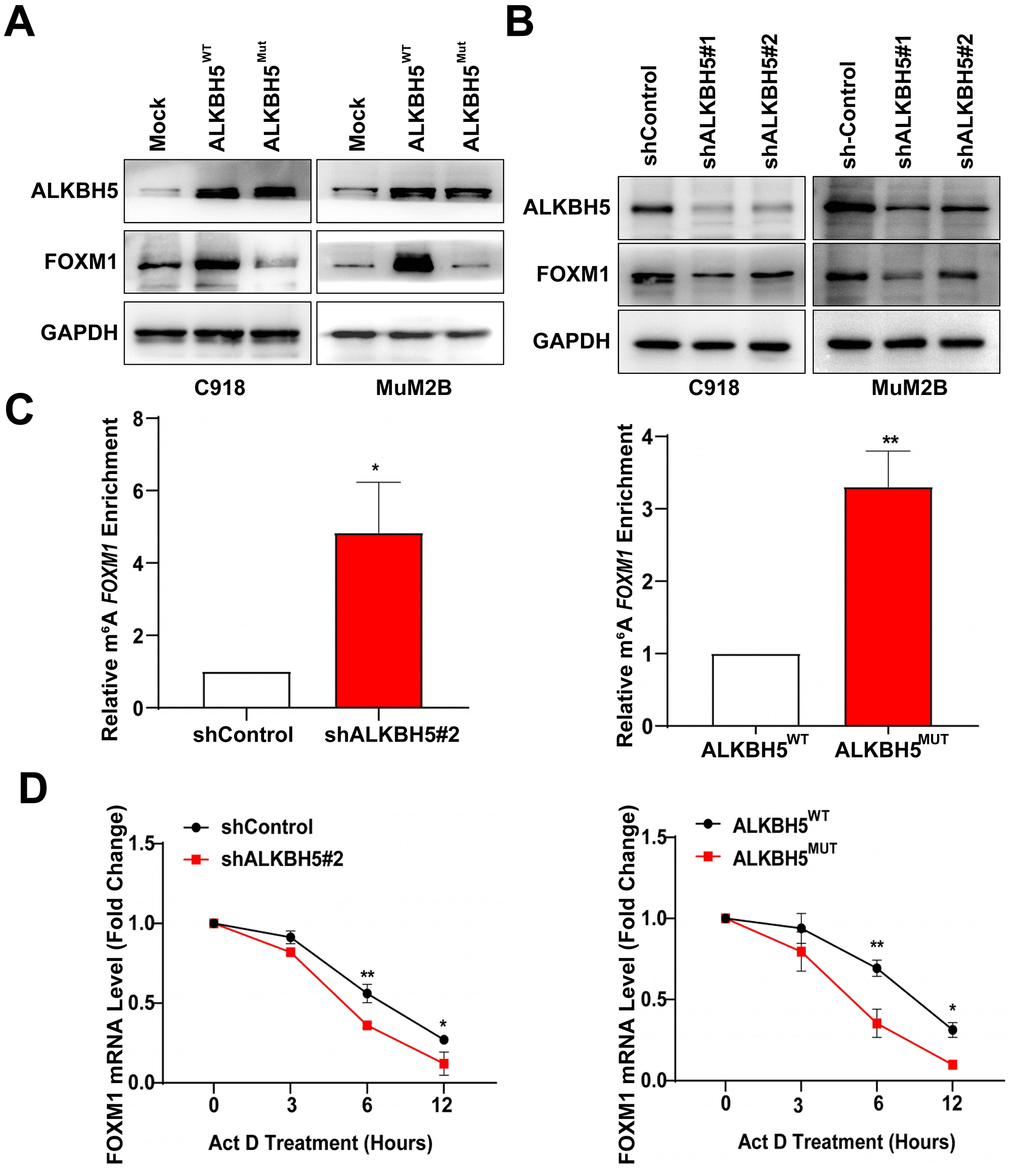 ALKBH5 increases FOXM1 expression and FOXM1 mRNA stability in UM cells. (A) The protein levels of FOXM1 in wild-type or catalytic inactive mutation ALKBH5-expressing UM cells were measured using western blotting. (B) ALKBH5 downregulation decreased FOXM1 expression in UM cells. (C) MeRIP-qPCR analysis was used to verify ALKBH5-induced FOXM1 m6A modification. The m6A modification of FOXM1 was increased on downregulation and catalytic inactive mutation of ALKBH5 in C918 cells. (D) C918 cells were treated with dactinomycin (Act D, 2 μg/mL) to block new RNA synthesis. The stability of FOXM1 was measured by qRT-PCR at different times. Mean ± SEM, t-test, *P P P 