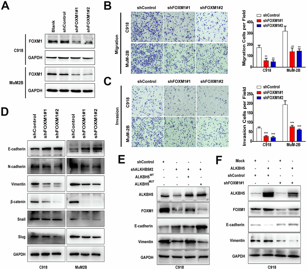 FOXM1 is involved in ALKBH5-induced EMT in UM cells. (A) The FOXM1 knockdown efficiency was verified at the protein level in UM cells by western blot assay. Downregulation of FOXM1 decreased cell migration (B) and invasion (C) of UM cells. (D) Downregulation of FOXM1 increased E-cadherin expression and decreased the protein levels of N-cadherin, vimentin, Snail, Slug, and β-catenin. (E) Western blot of FOXM1, E-cadherin, and vimentin in C918 cells with or without ALKBH5 stable knockdown transfected with wild-type or H204A mutation plasmid of ALKBH5. (F) The protein levels of E-cadherin and vimentin were measured using western blot in C918 cells stable transfected with shControl and shFOXM1 plasmid with or without ALKBH5 overexpression. Mean ± SEM, t-test, *P P P 