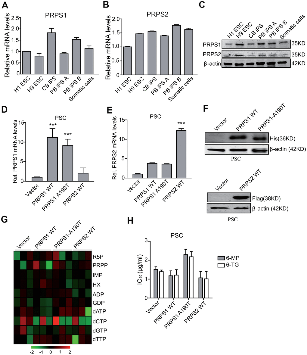 Ectopic expression of PRPS1 or PRPS2 has no effects on cell metabolism and drug resistance in PSCs. (A, B) qRT-PCR analysis of PRPS1 (A) and PRPS2 (B) mRNA levels in various PSCs and somatic cells. CB iPS, induced pluripotency stem cell derived from cord blood; PB iPS A or B, induced pluripotency stem cell derived from peripheral blood of two different healthy human. (C) WB of endogenous expression of PRPS1 and PRPS2 in PSCs and somatic cells from (A, B). (D, E) qRT-PCR analysis of overexpression of PRPS1 wild type (WT), WT PRPS2, or PRPS1 A190T mutant in PSCs (CB iPS cells). (F) WB of overexpression of PRPS1, PRPS2 or PRPS1 A190T mutant in PSCs from (D). (G) Heatmap showing the metabolomics in the PSCs from (D). (H) Effect of 6-MP or 6-TG treatment on PSCs viability. ***PD, E and H), data are expressed as the mean ± SD. *P P t-test. Data are representative of three independent experiments with similar results.